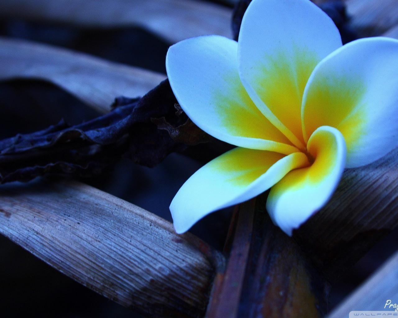 Frangipani Wallpapers Top Free Frangipani Backgrounds WallpaperAccess