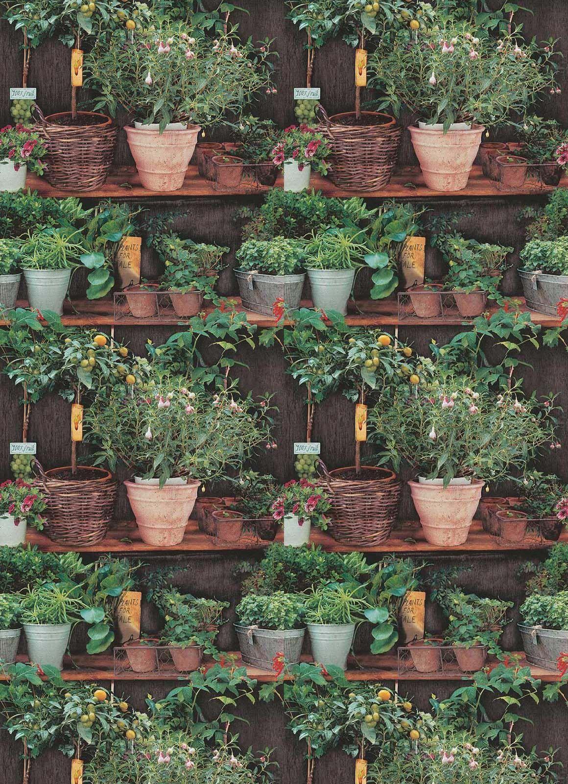 Potted Plants Wallpapers Top Free Potted Plants Backgrounds WallpaperAccess