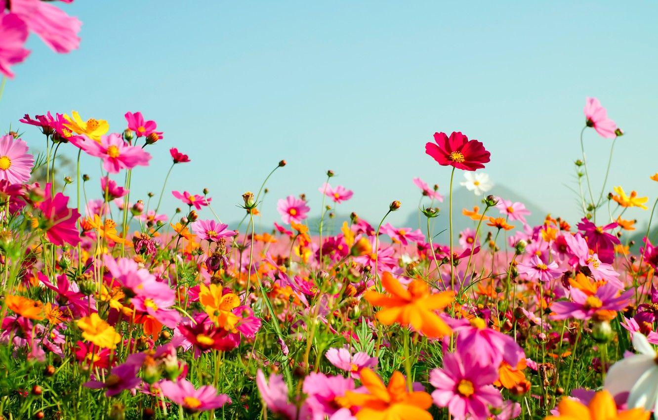 Pink Summer Flowers Desktop Wallpapers Top Free Pink Summer Flowers
