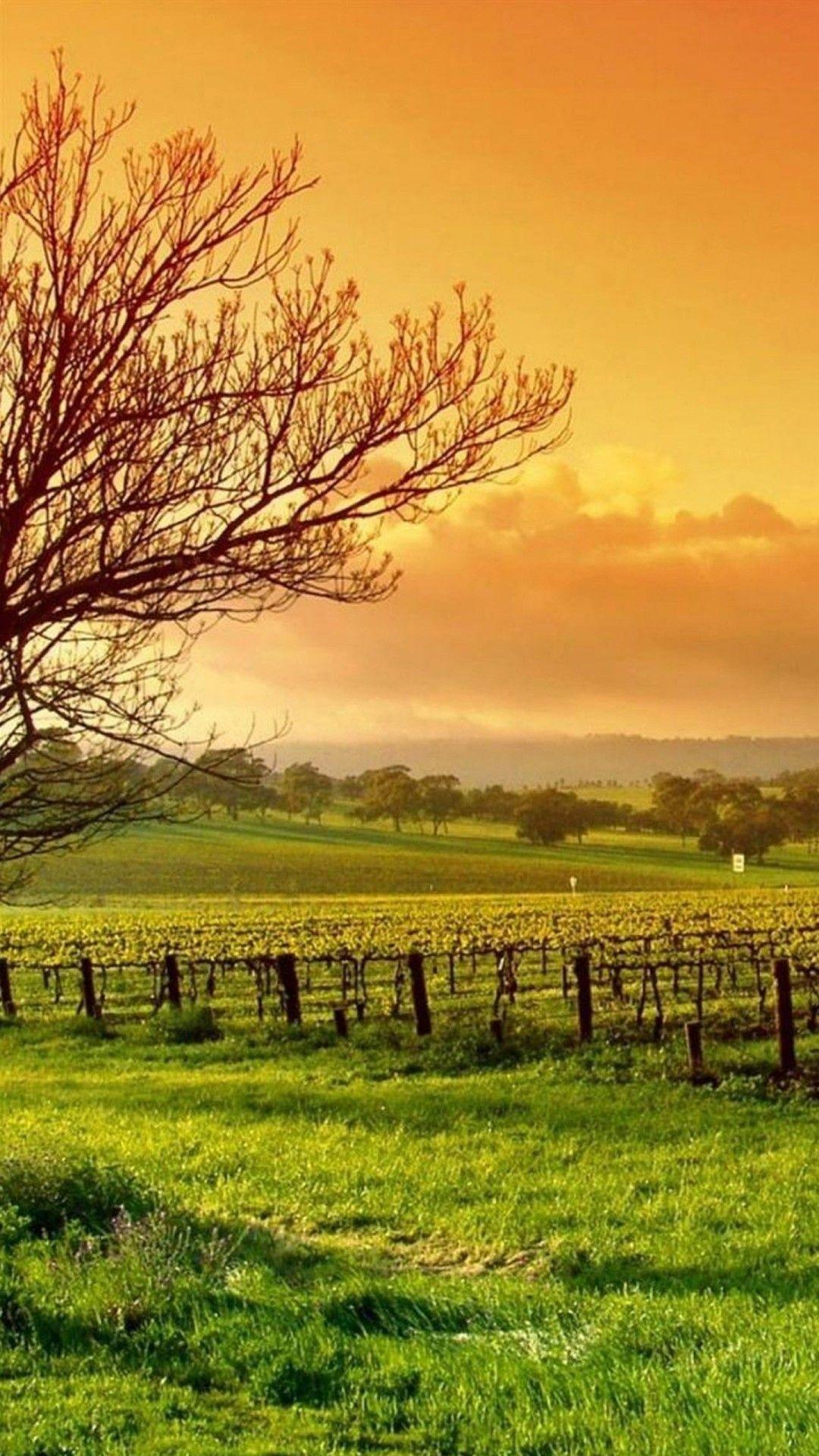 HD Nature Phone Wallpapers Top Free HD Nature Phone Backgrounds