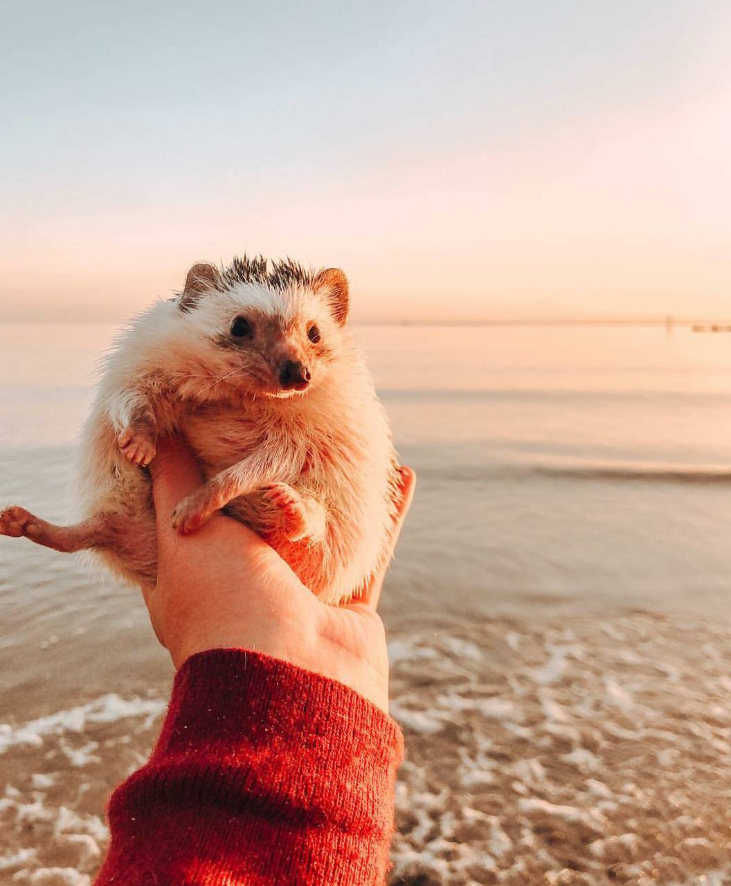 Cute Hedgehog Wallpapers Top Free Cute Hedgehog Backgrounds