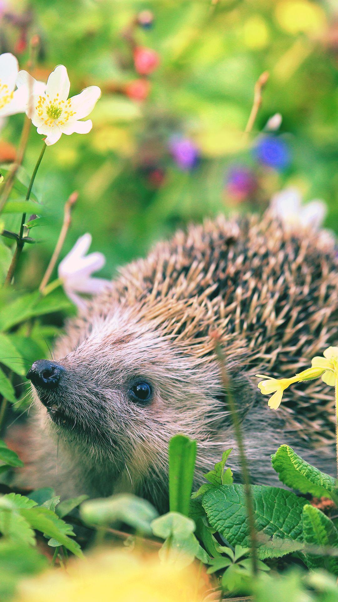 Cute Hedgehog Wallpapers Top Free Cute Hedgehog Backgrounds