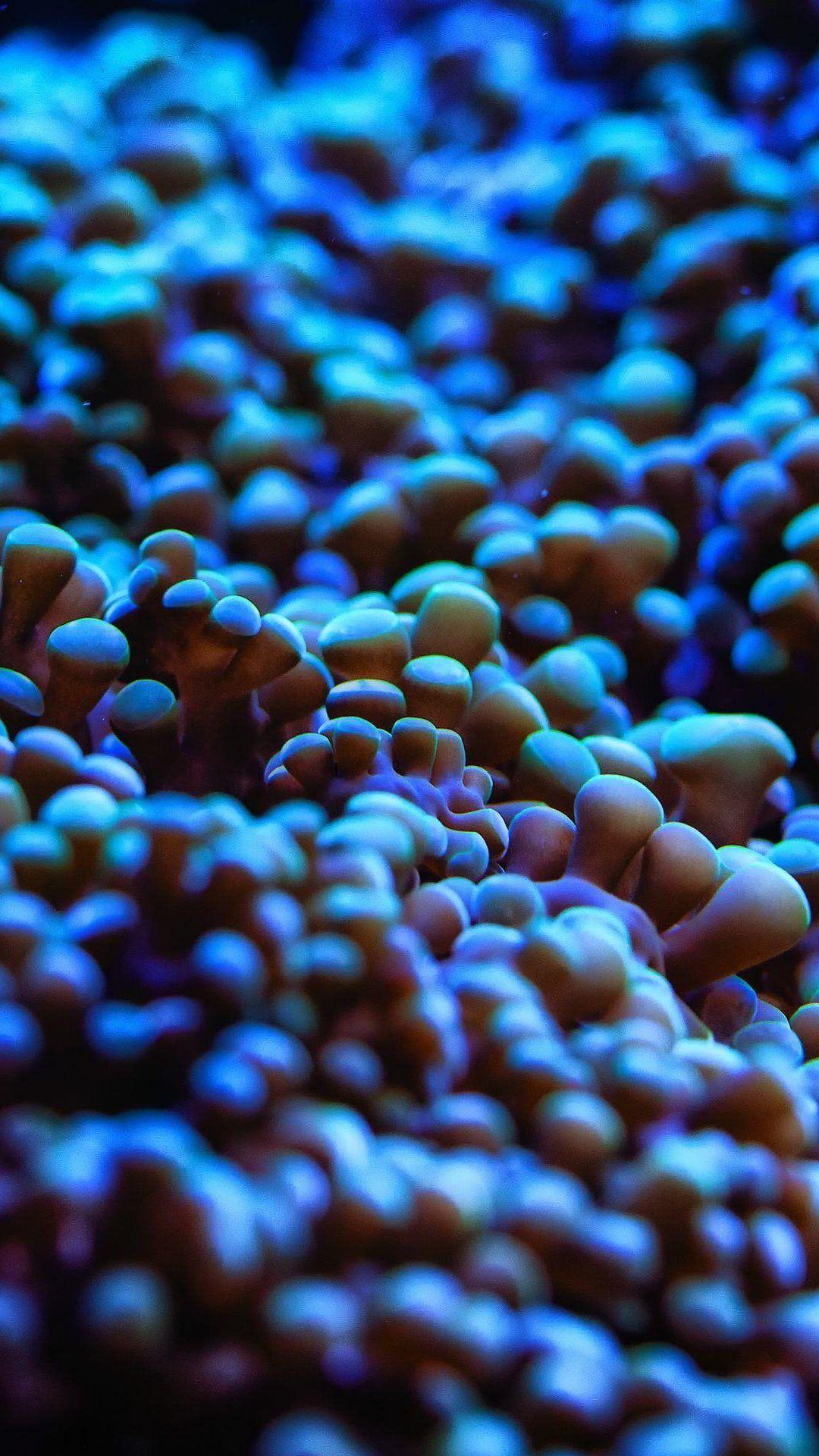 Coral Phone Wallpapers Top Free Coral Phone Backgrounds WallpaperAccess