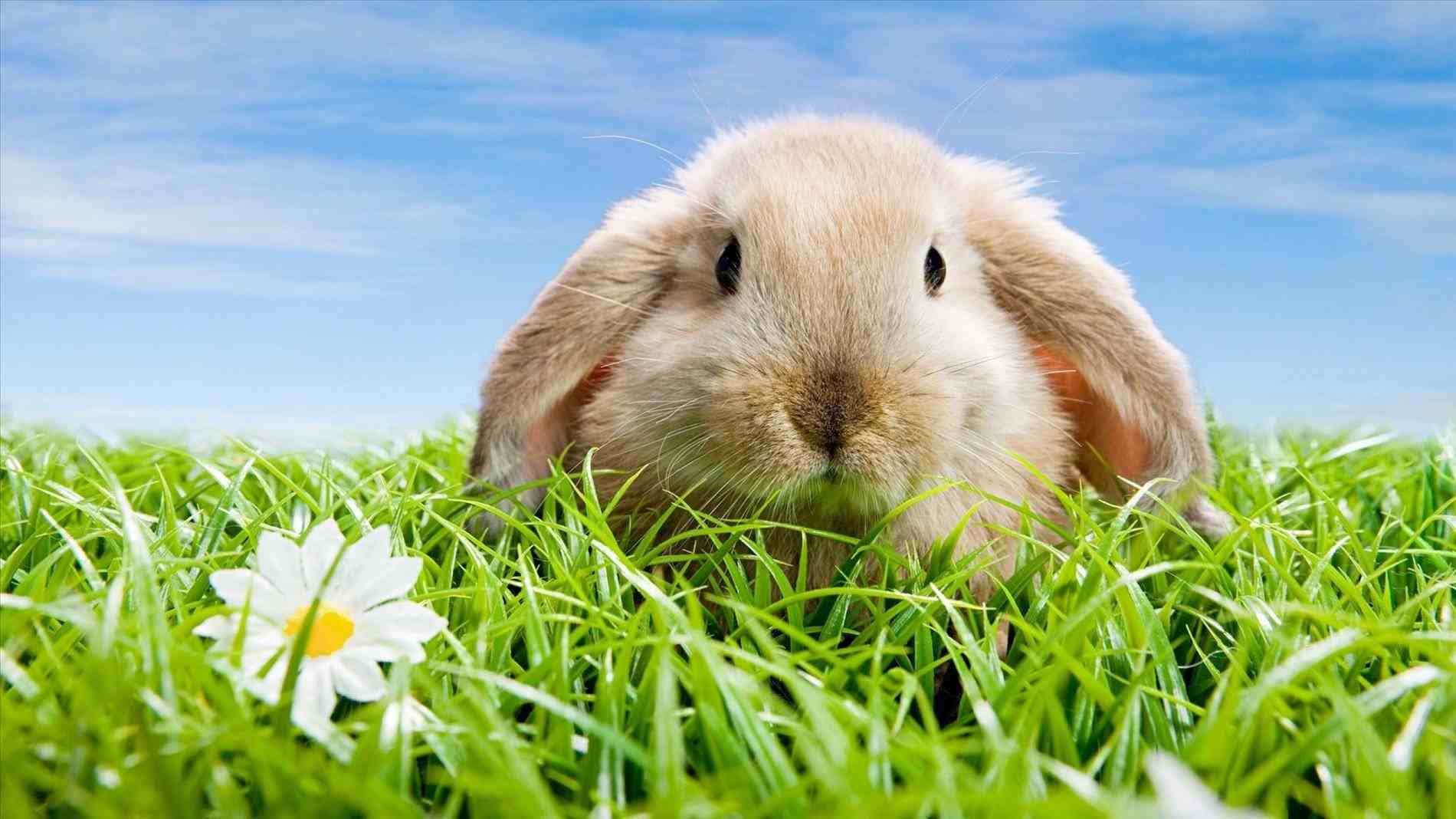 Spring Animals Wallpapers Top Free Spring Animals Backgrounds