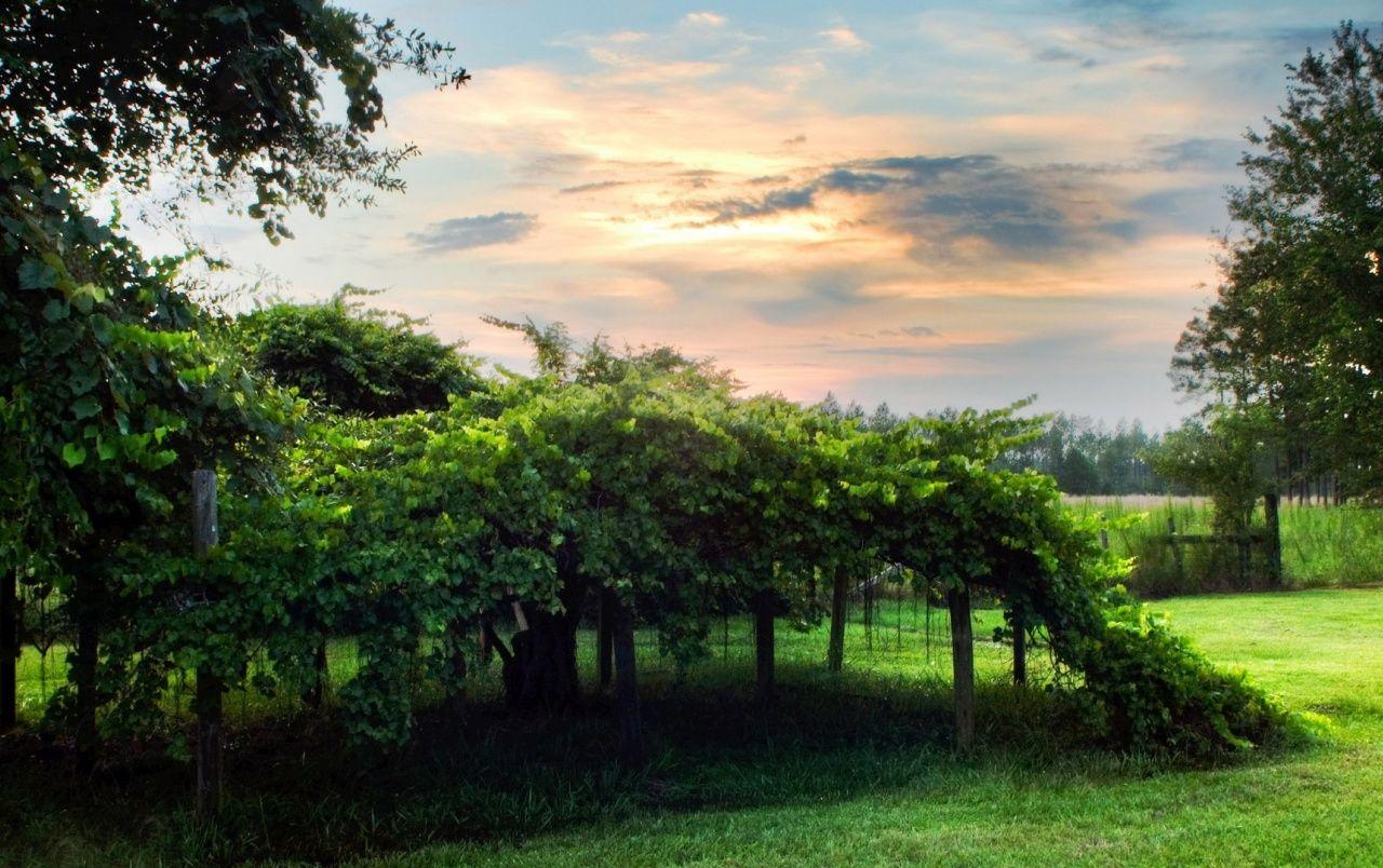 Garden Green Wallpapers Top Free Garden Green Backgrounds