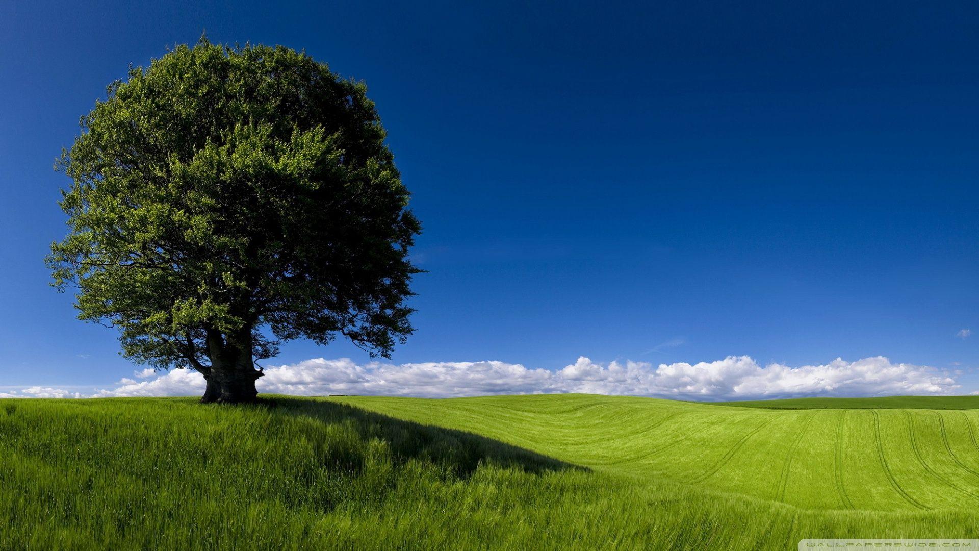 Summer Nature Wallpapers Top Free Summer Nature Backgrounds WallpaperAccess