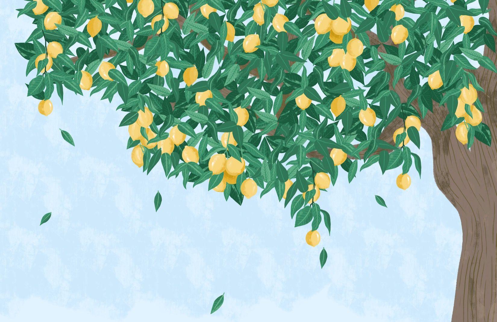 Download 56+ Lemon Tree Wallpaper Iphone Gambar Download Posts.id