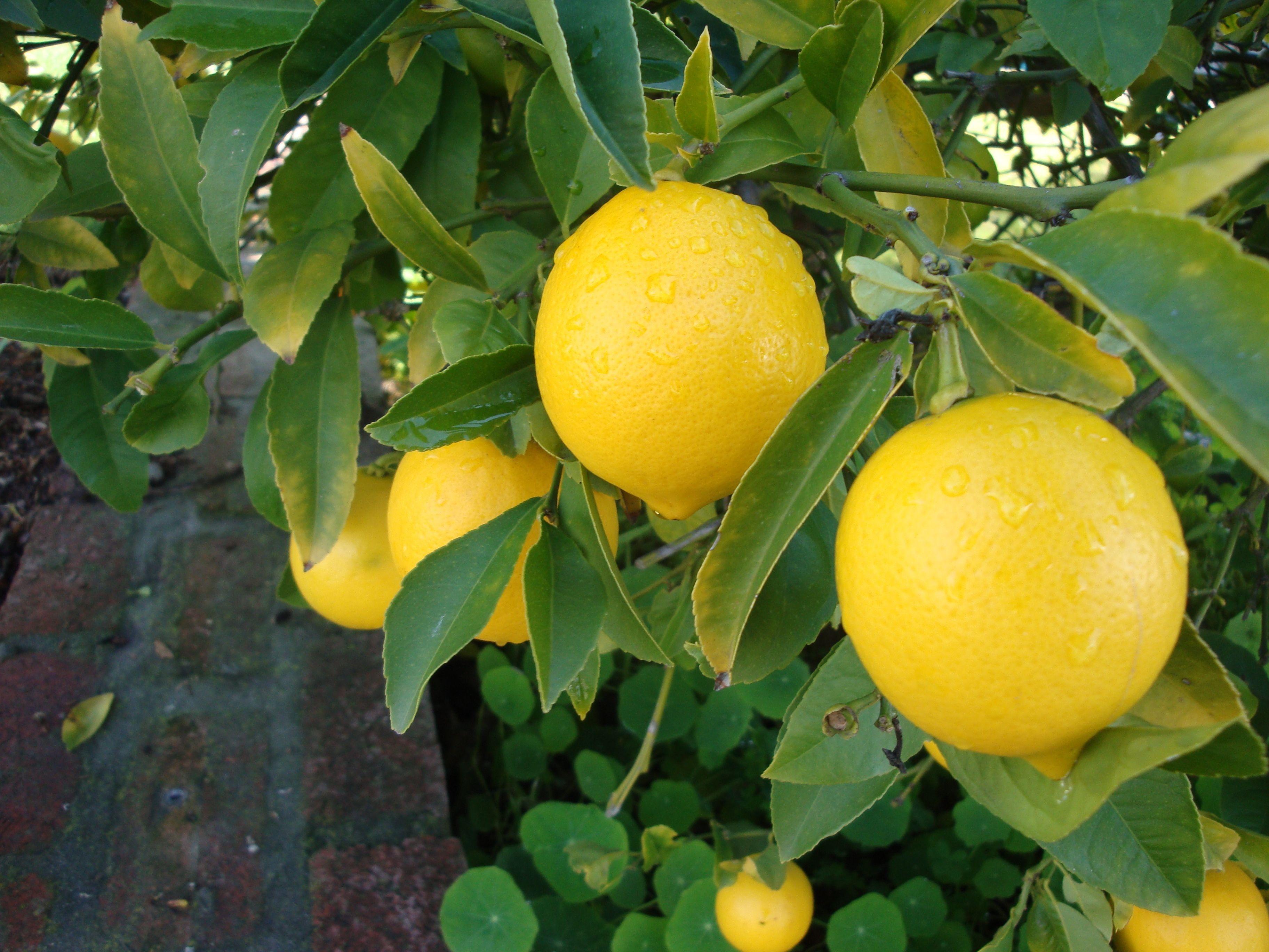 Lemon Tree Wallpapers Top Free Lemon Tree Backgrounds WallpaperAccess