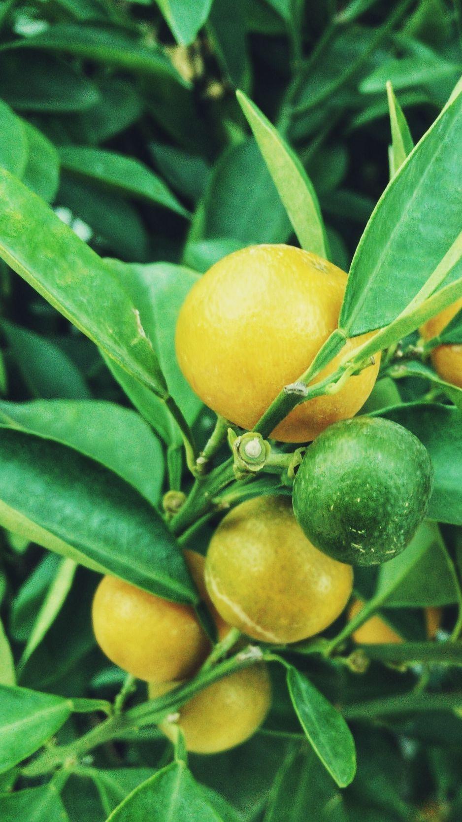 Lemon Tree Wallpapers Top Free Lemon Tree Backgrounds WallpaperAccess