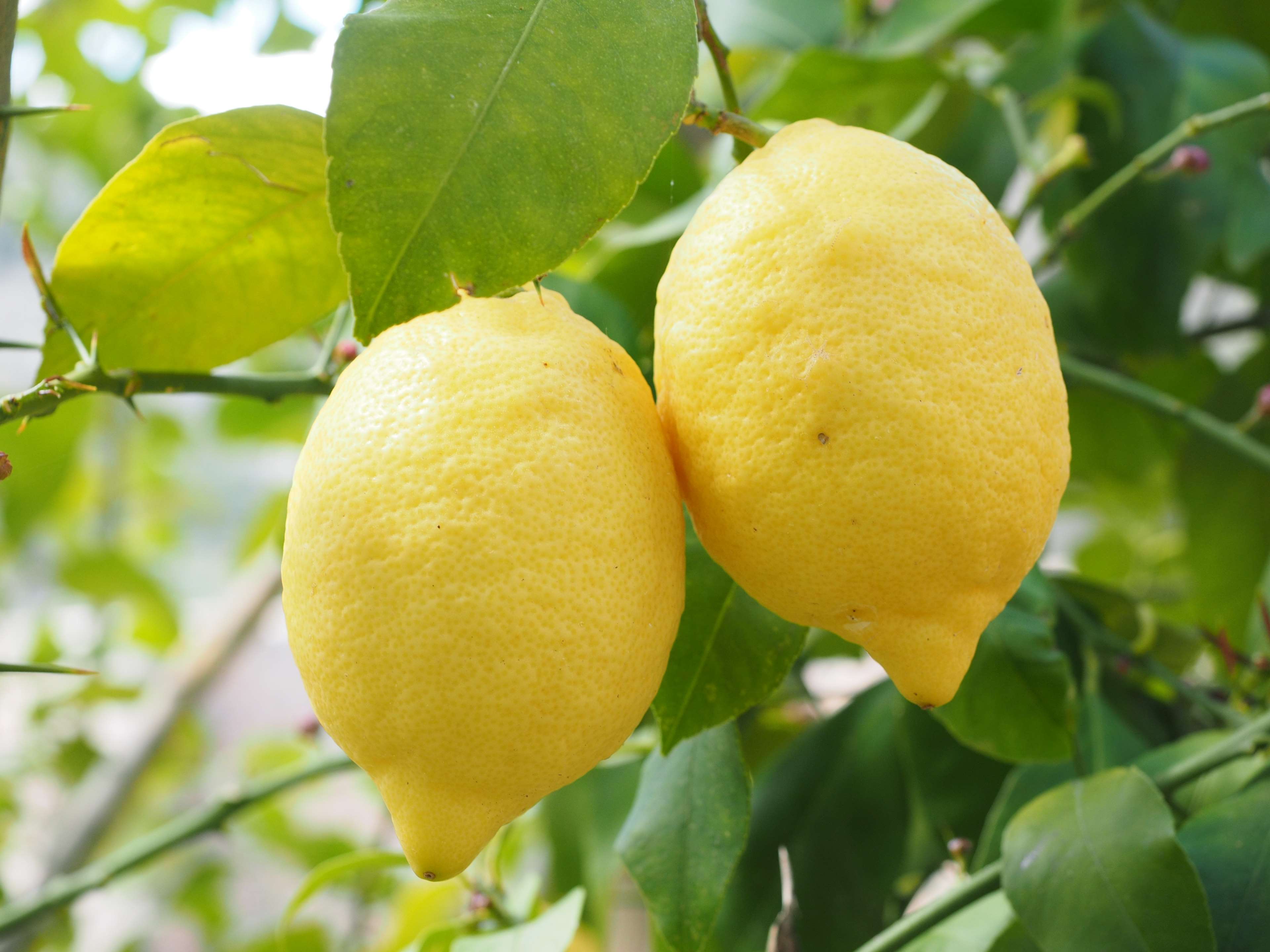 Download 56+ Lemon Tree Wallpaper Iphone Gambar Download Posts.id