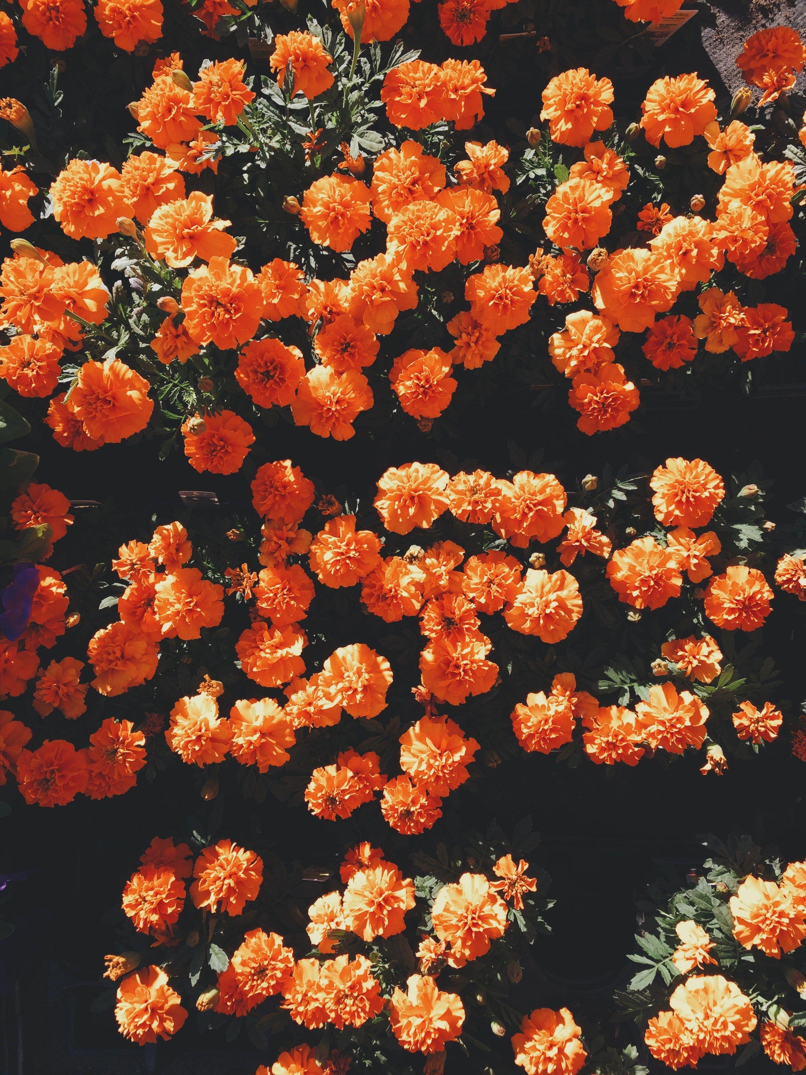Pastel Floral Wallpaper Orange Free Download Pastel Orange Grunge