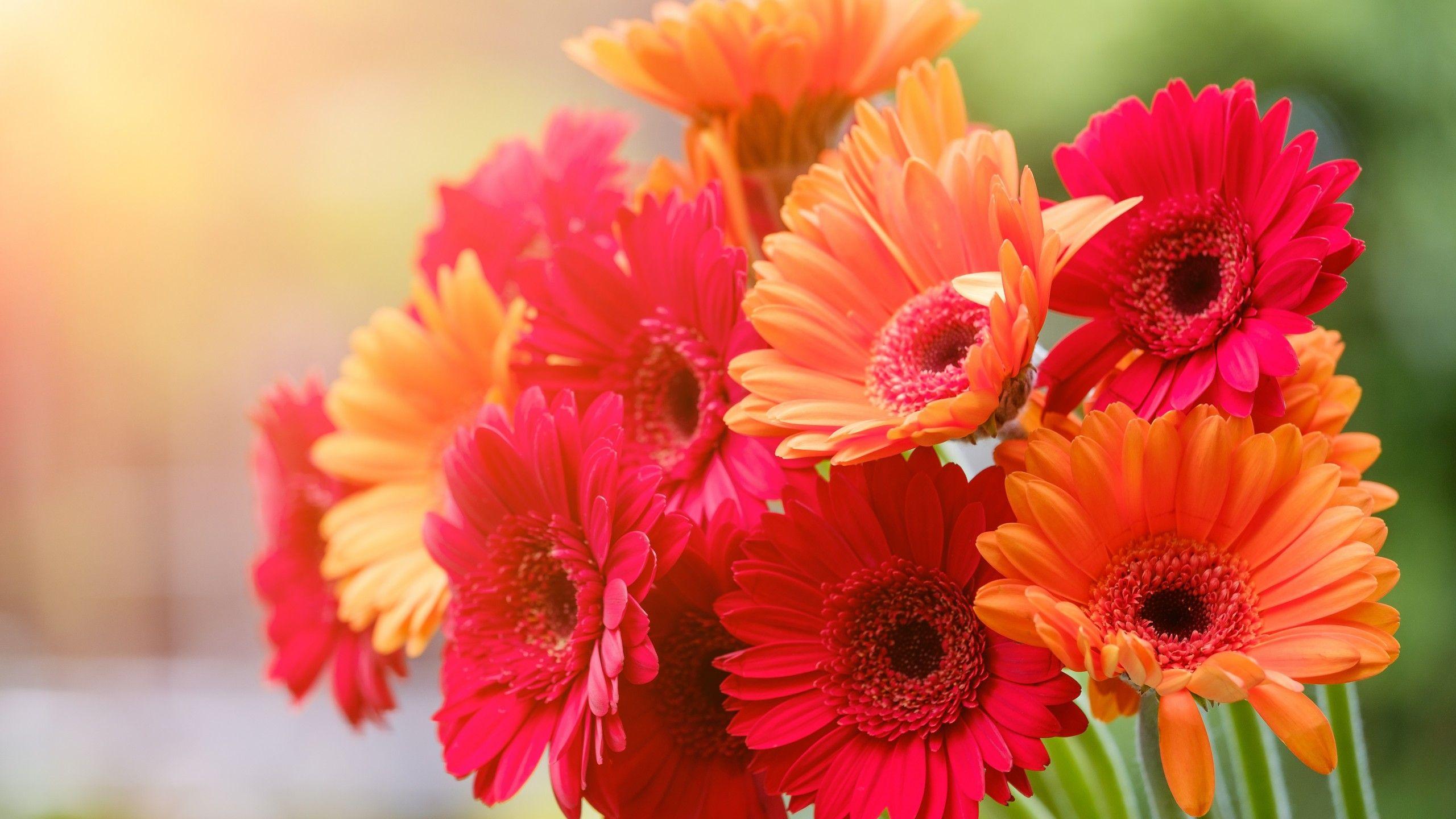 Orange Floral Wallpapers Top Free Orange Floral Backgrounds
