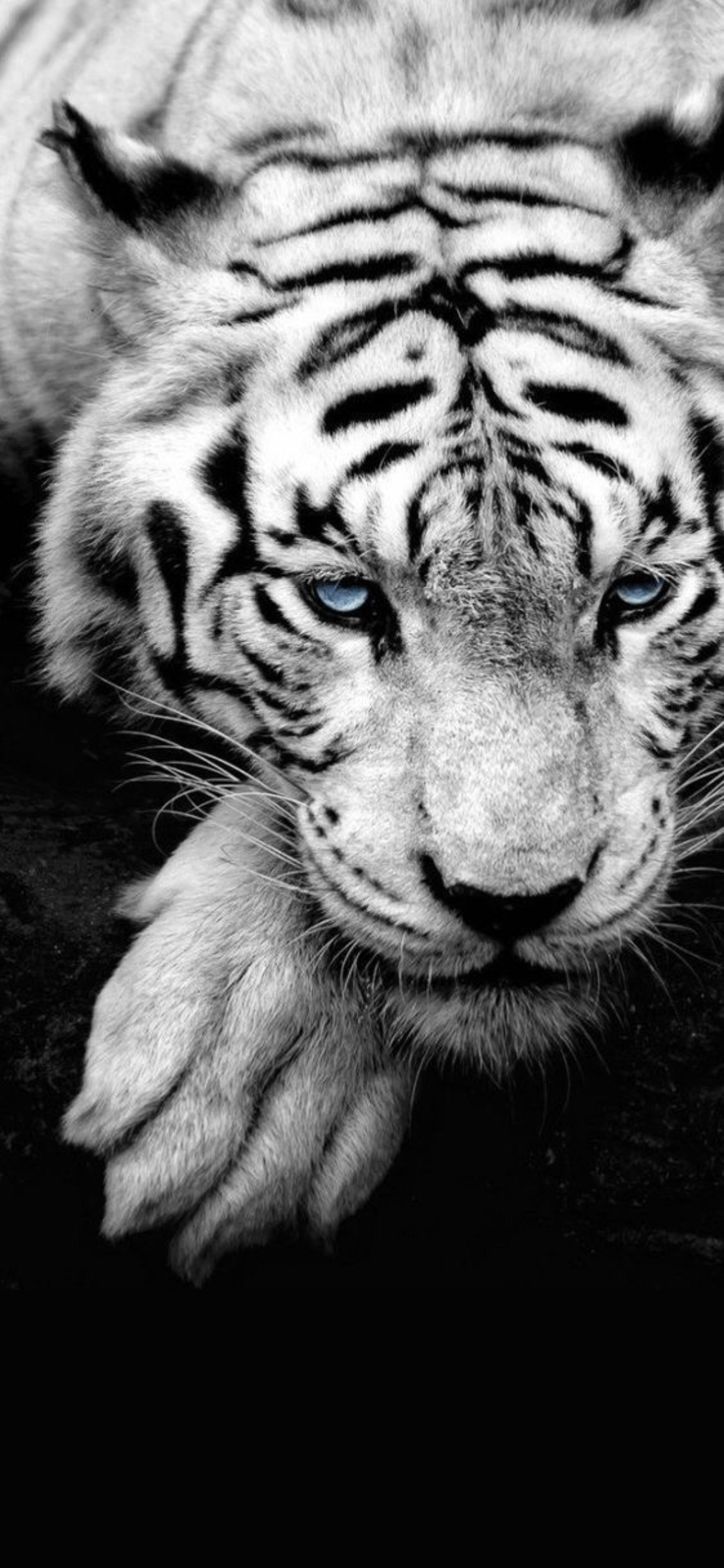 Cool Animal HD iPhone Wallpapers Top Free Cool Animal HD iPhone
