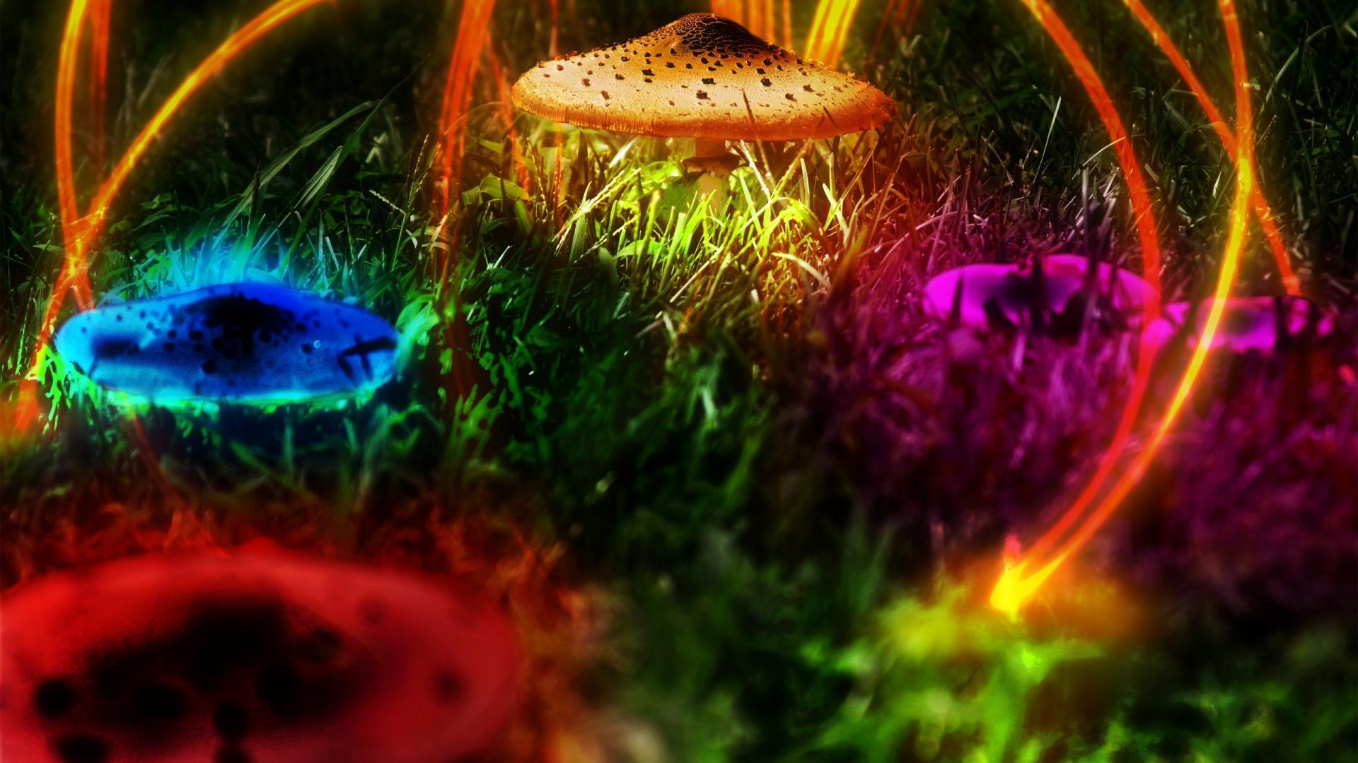 Psychedelic Mushroom Wallpapers Top Free Psychedelic Mushroom
