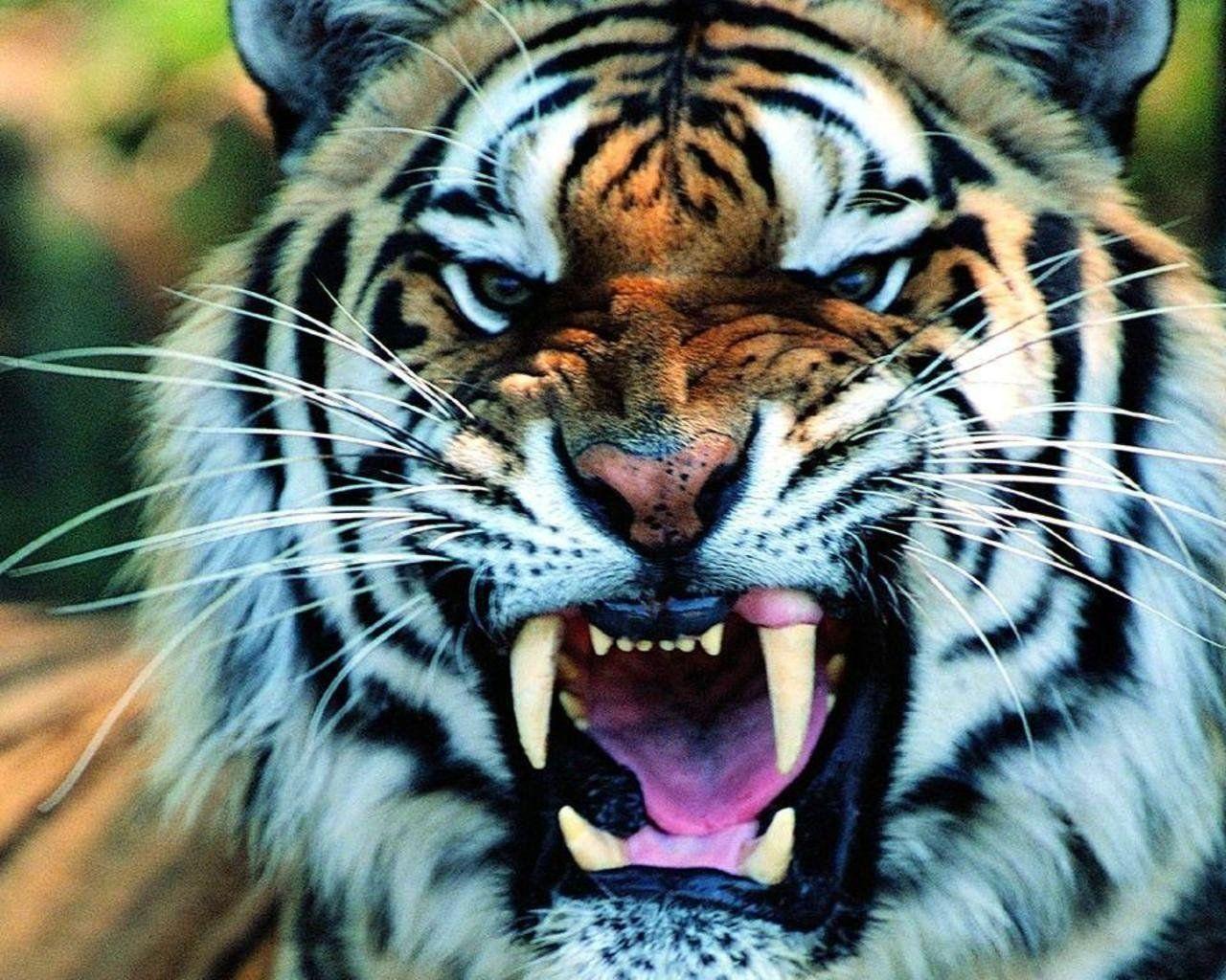 Tiger Wallpapers Top Free Tiger Backgrounds WallpaperAccess