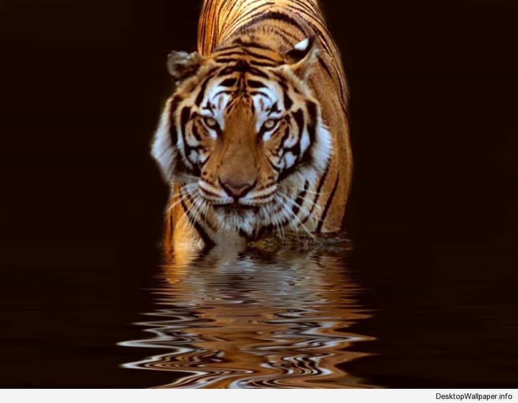 Tiger Wallpapers Top Free Tiger Backgrounds WallpaperAccess