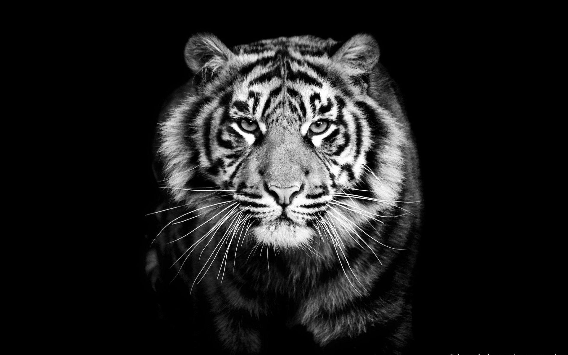 Tiger Wallpapers Top Free Tiger Backgrounds WallpaperAccess