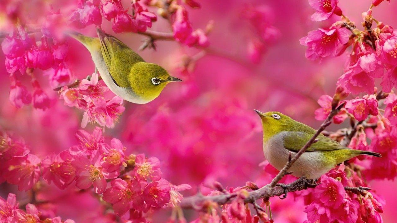 Birds and Flowers Desktop Wallpapers Top Free Birds and Flowers