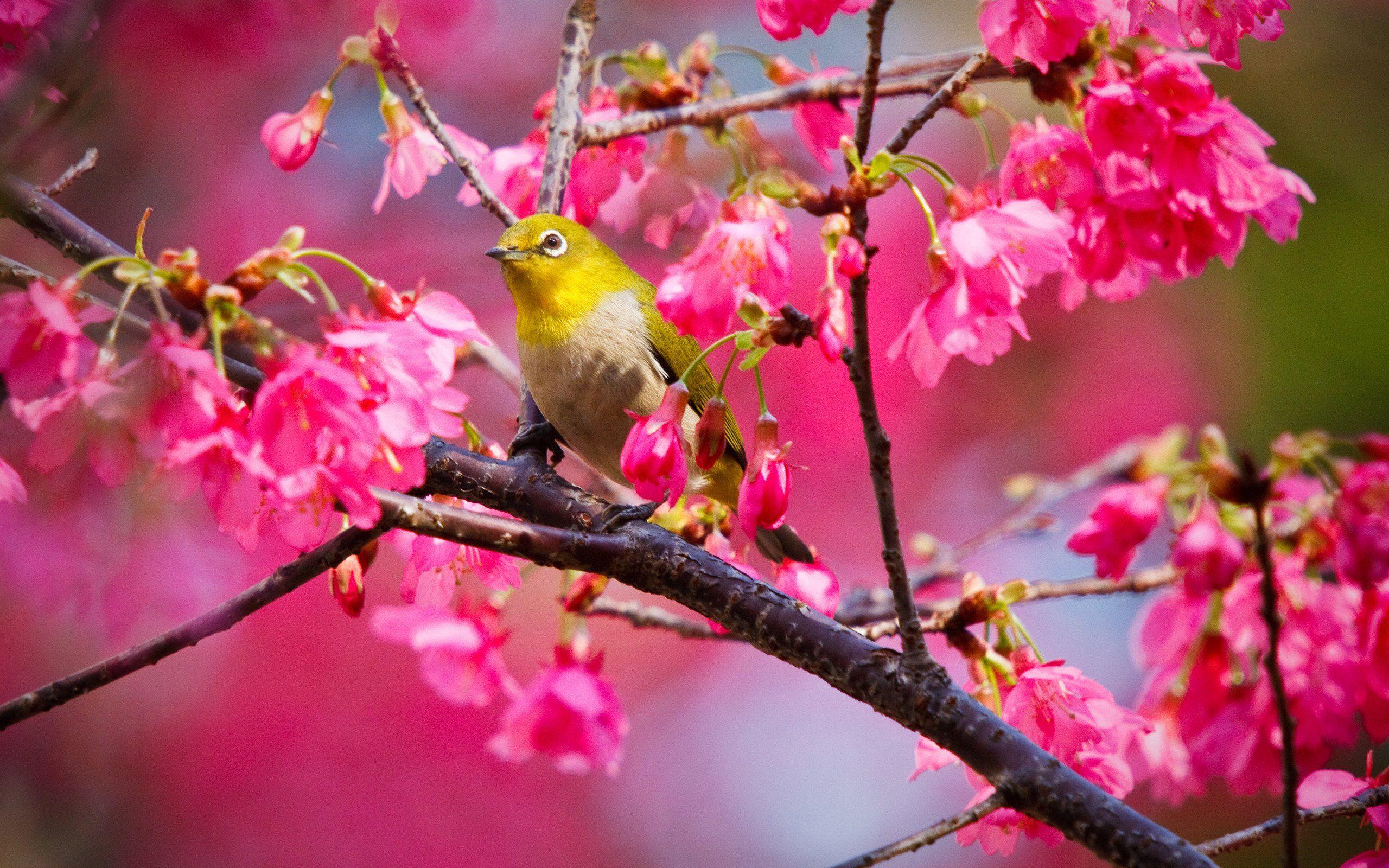 Spring Flowers and Birds Wallpapers Top Free Spring Flowers and Birds