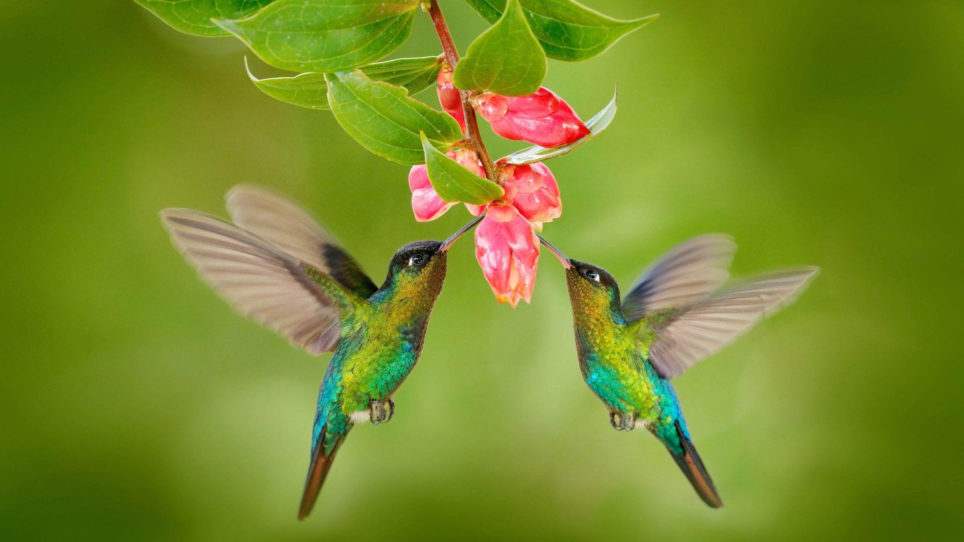 Birds and Flowers Desktop Wallpapers Top Free Birds and Flowers