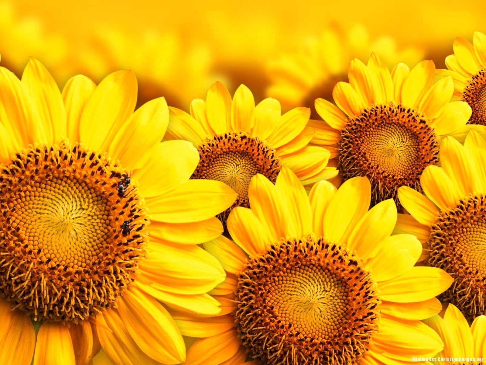 Sunflower Minimalist Wallpapers Top Free Sunflower Minimalist