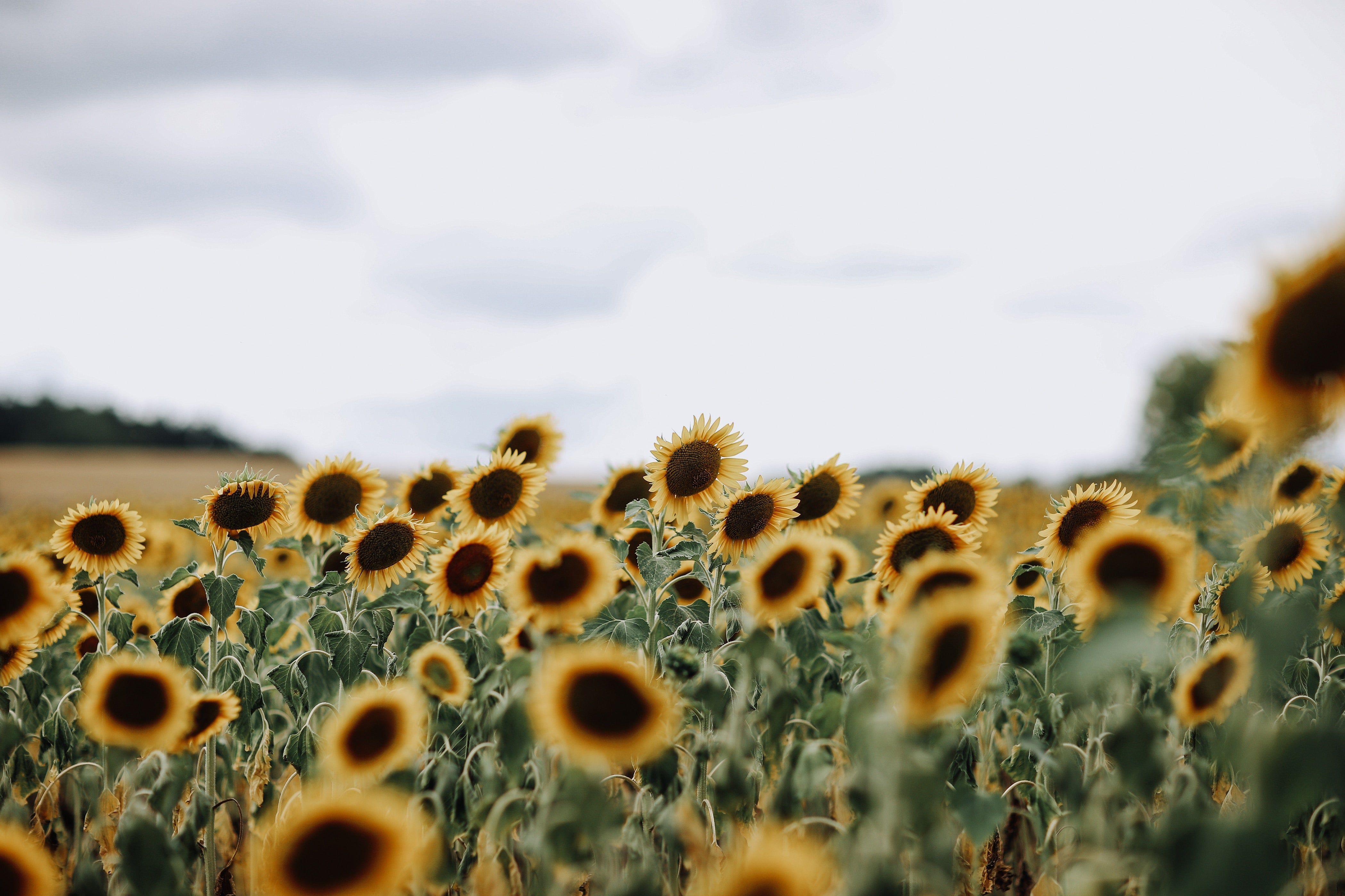 Sunflower Minimalist Wallpapers Top Free Sunflower Minimalist
