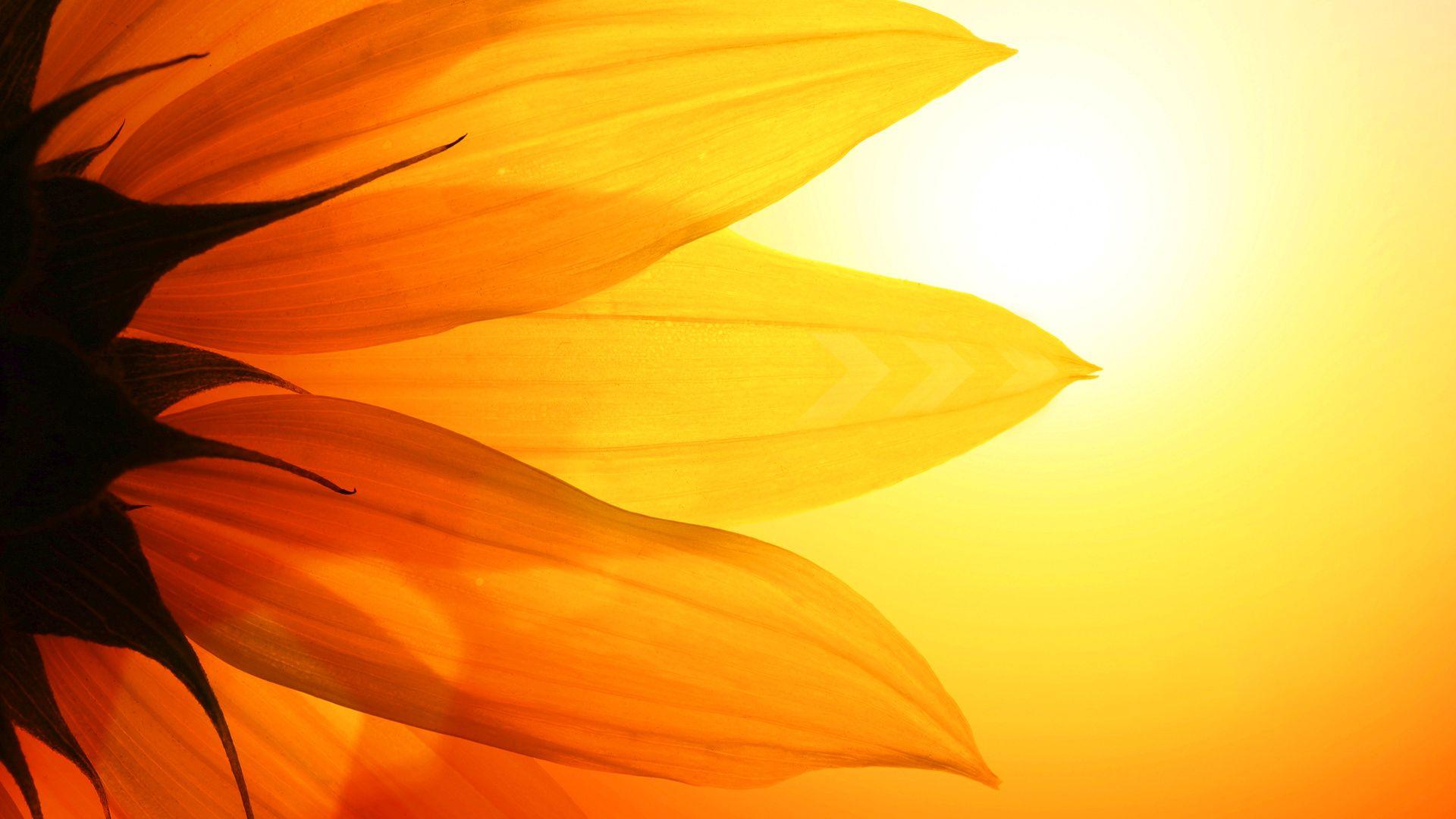 Sunflower Minimalist Wallpapers Top Free Sunflower Minimalist