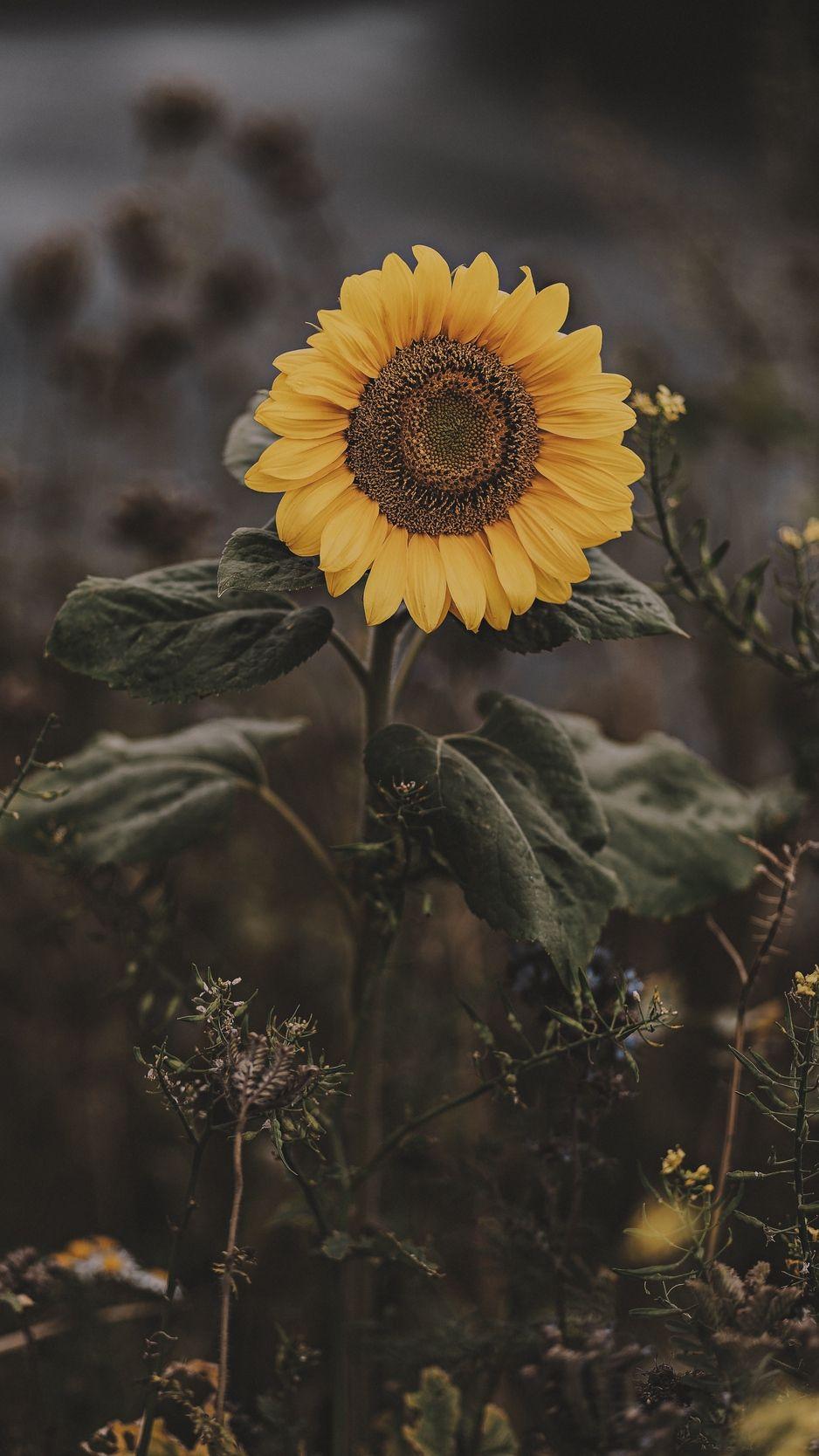 Sunflower Minimalist Wallpapers Top Free Sunflower Minimalist