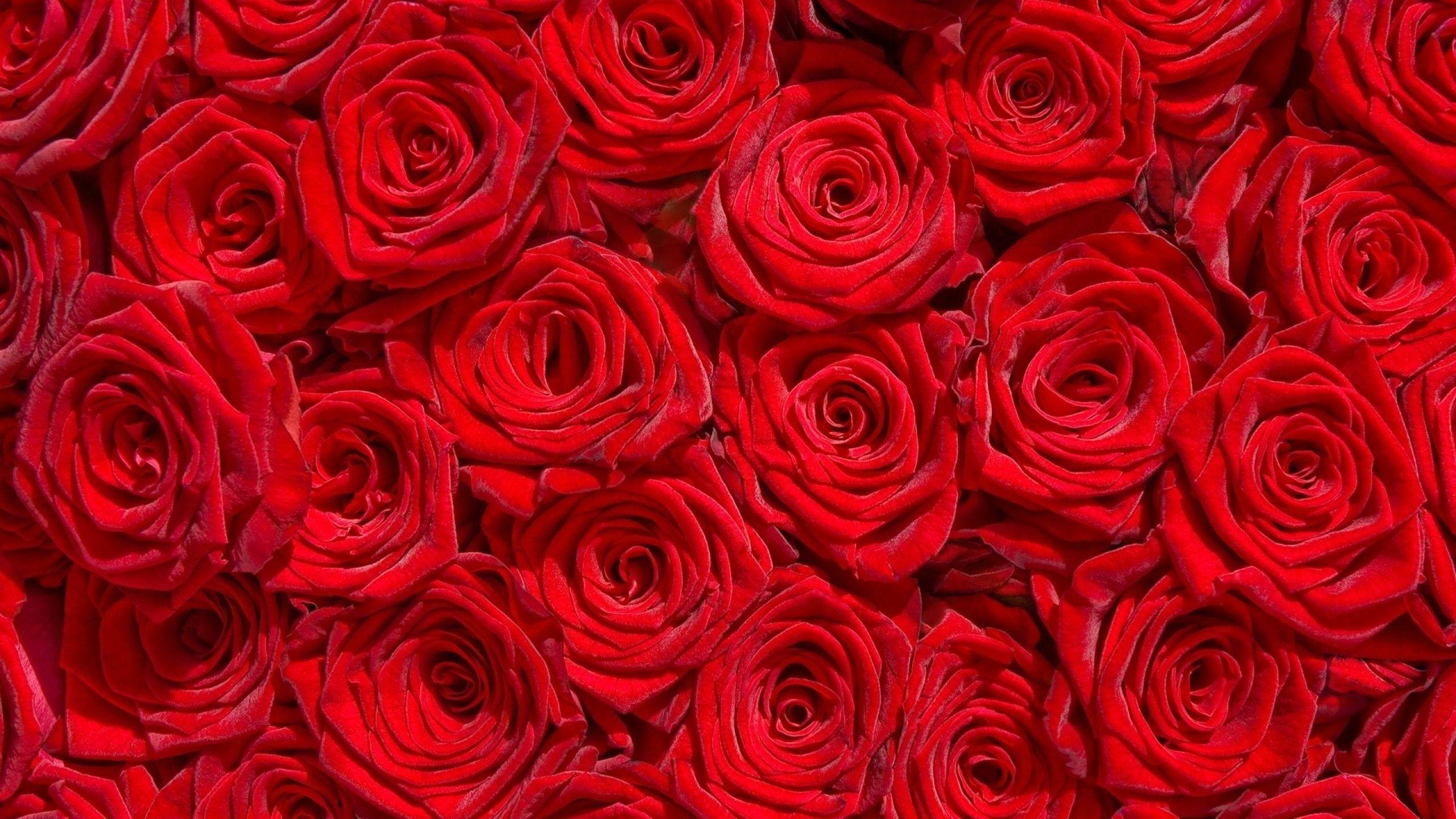 Red Roses Art Wallpapers Top Free Red Roses Art Backgrounds