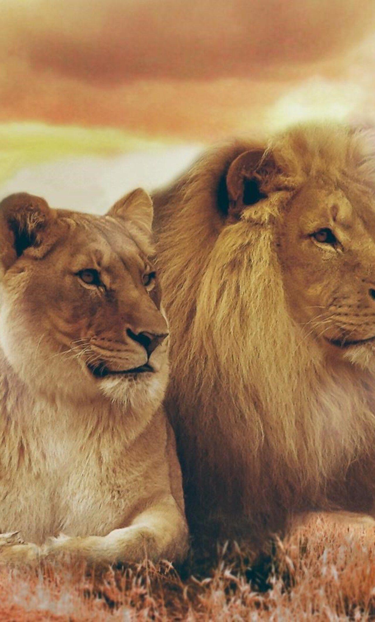 Lioness iPhone Wallpapers Top Free Lioness iPhone Backgrounds