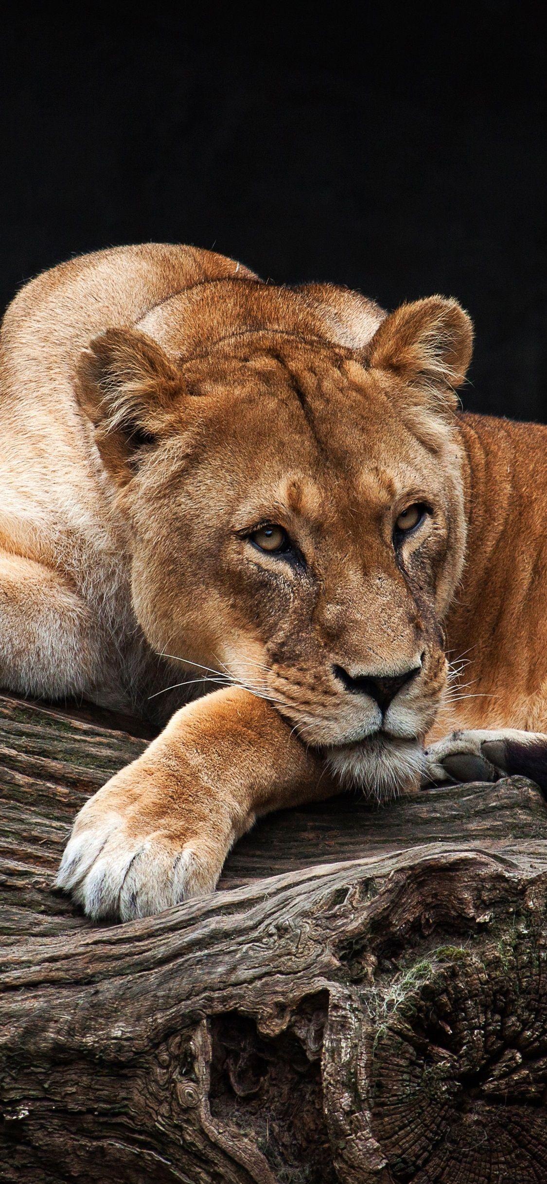 Lioness iPhone Wallpapers Top Free Lioness iPhone Backgrounds WallpaperAccess