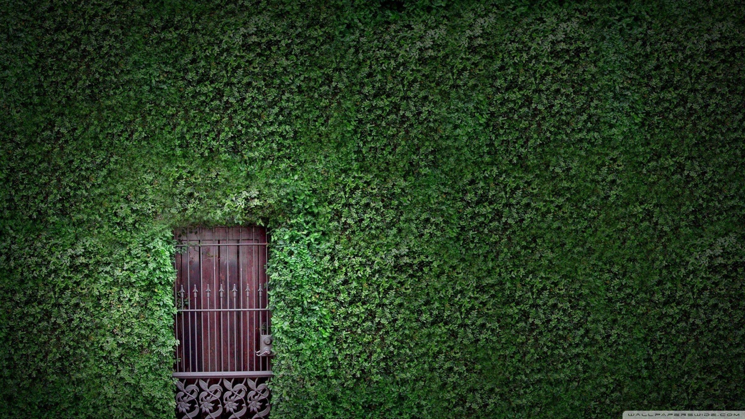 Green Wall Wallpapers Top Free Green Wall Backgrounds WallpaperAccess