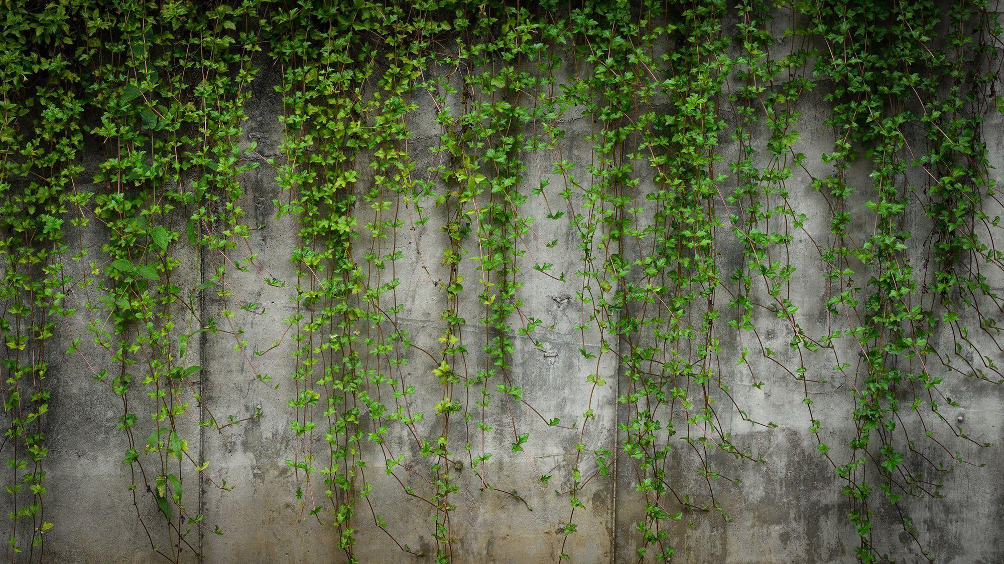 Green Wall Wallpapers Top Free Green Wall Backgrounds WallpaperAccess