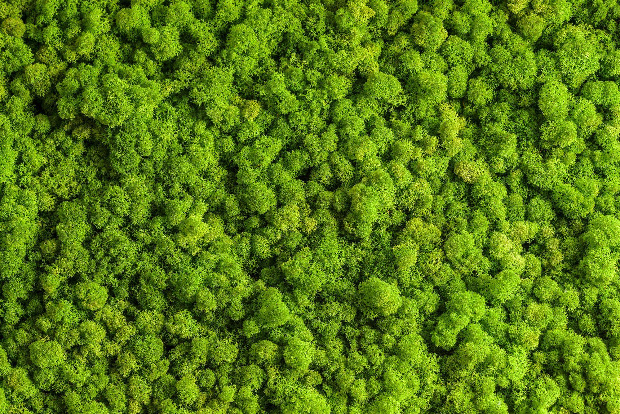 Green Wall Wallpapers Top Free Green Wall Backgrounds WallpaperAccess