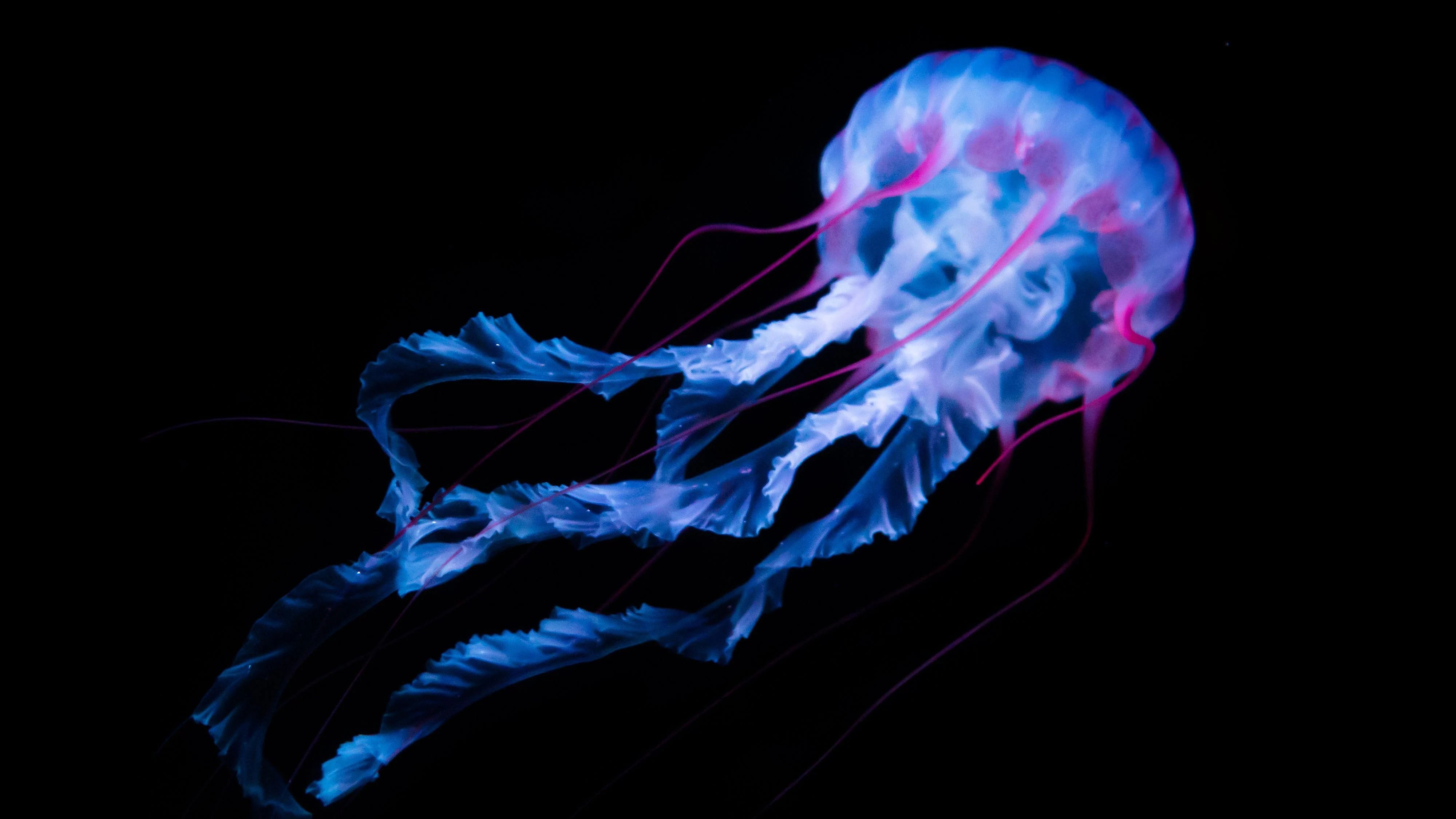 Jellyfish Desktop Wallpapers Top Free Jellyfish Desktop Backgrounds