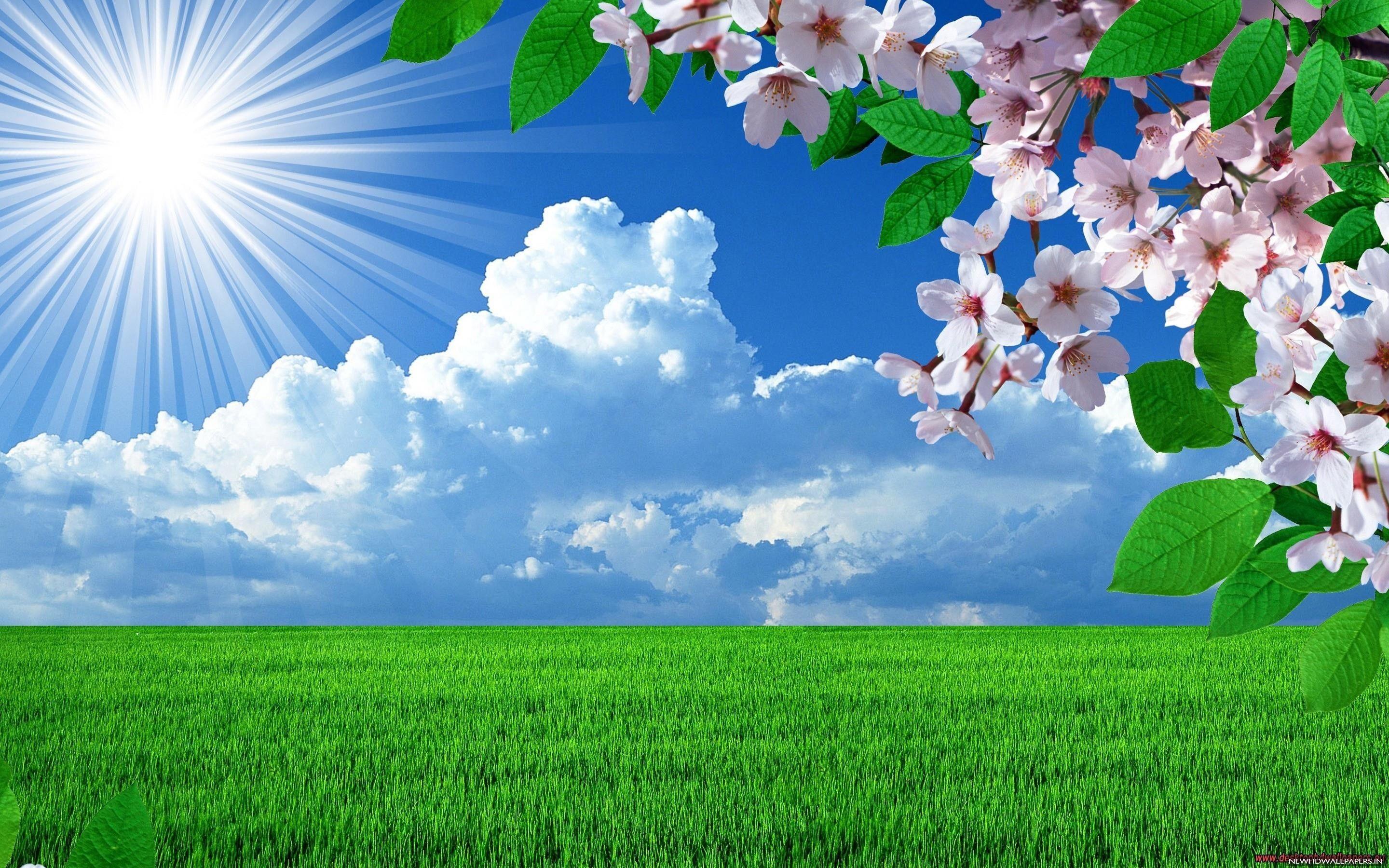 Flower Sunshine Wallpapers Top Free Flower Sunshine Backgrounds