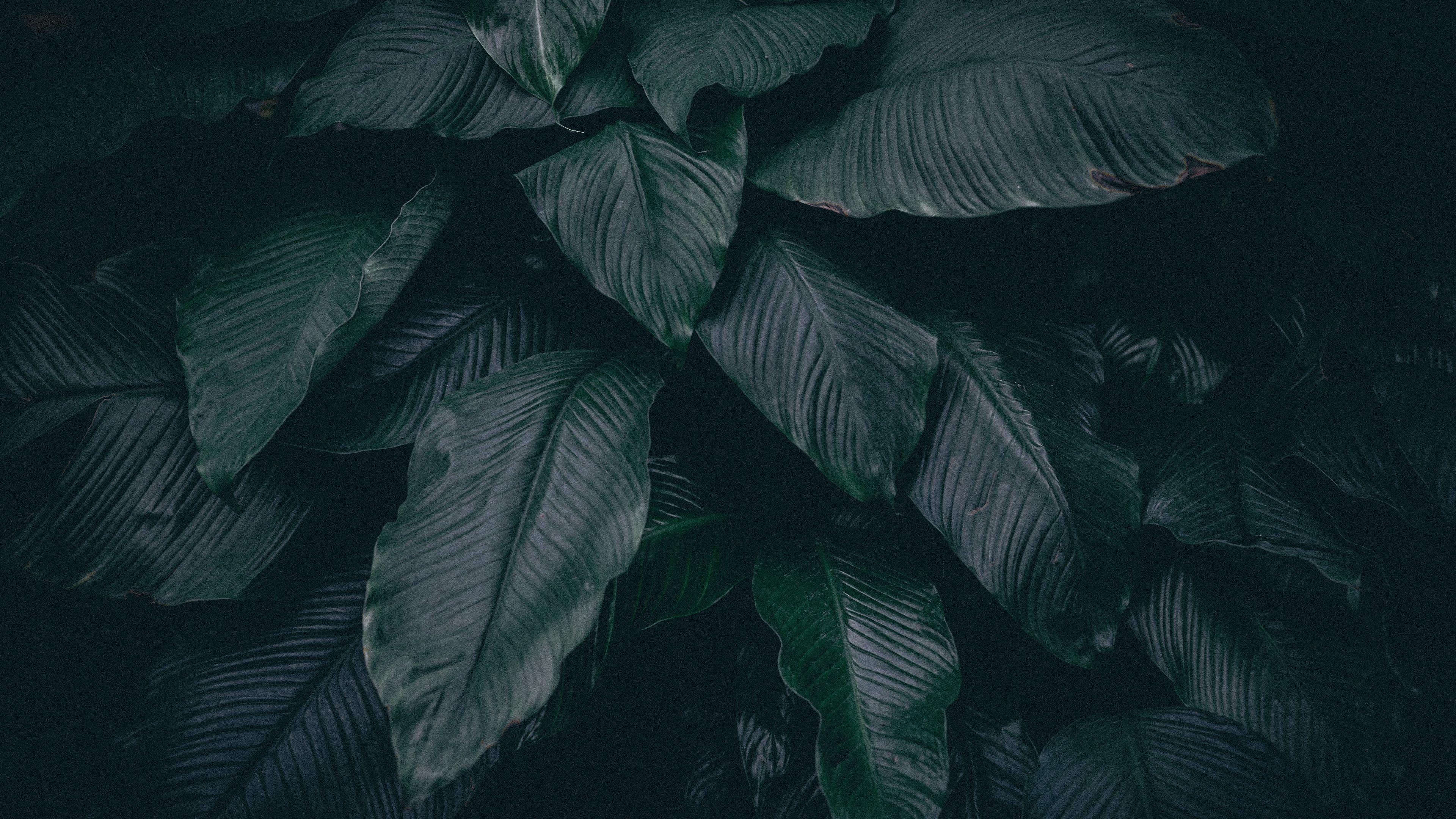 Dark Leaf Background