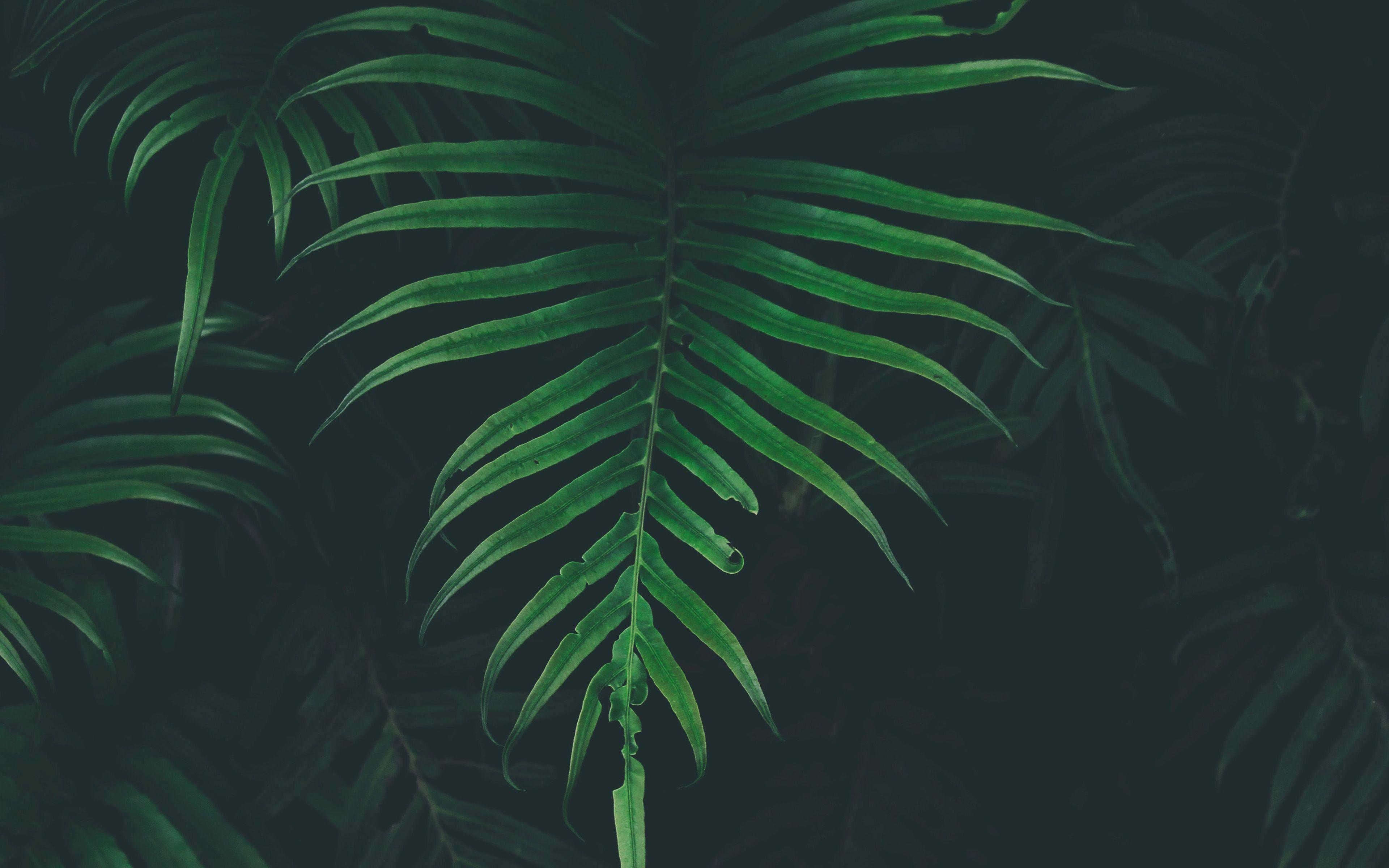 Dark Leaf Wallpapers Top Free Dark Leaf Backgrounds WallpaperAccess