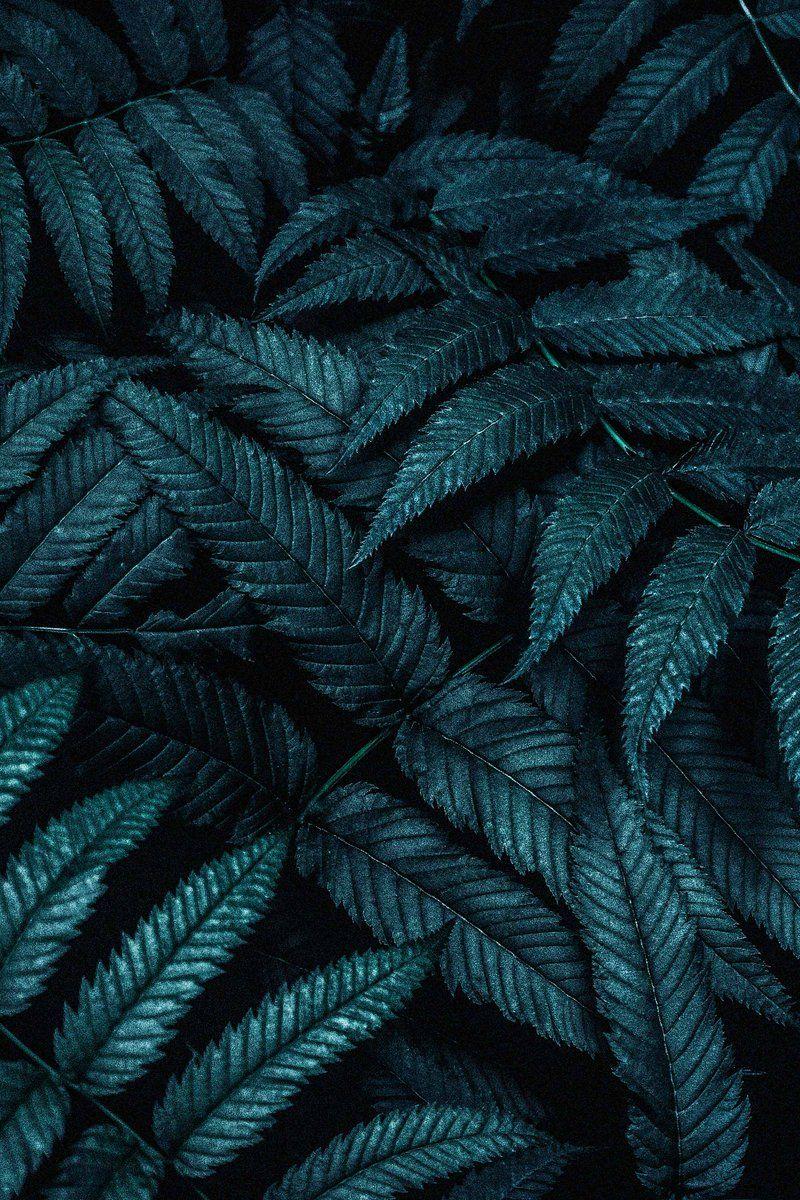 Dark Leaf Wallpapers Top Free Dark Leaf Backgrounds WallpaperAccess