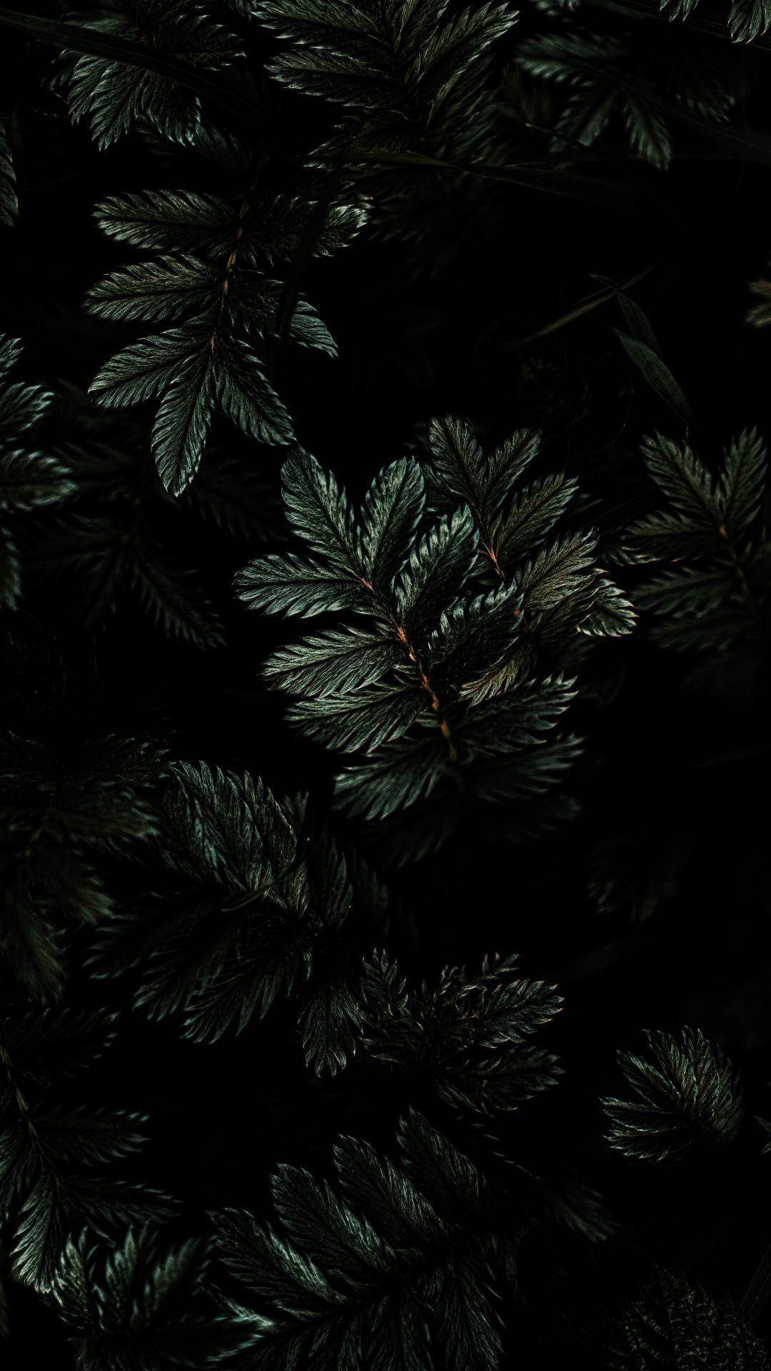 Dark Leaves Wallpapers Top Free Dark Leaves Backgrounds WallpaperAccess