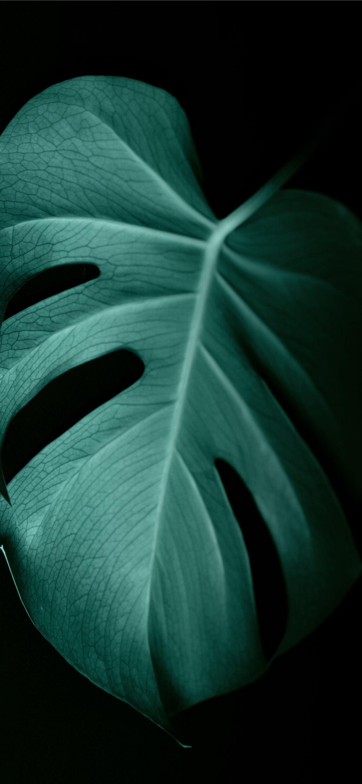 Dark Green Leaves Wallpapers Top Free Dark Green Leaves Backgrounds