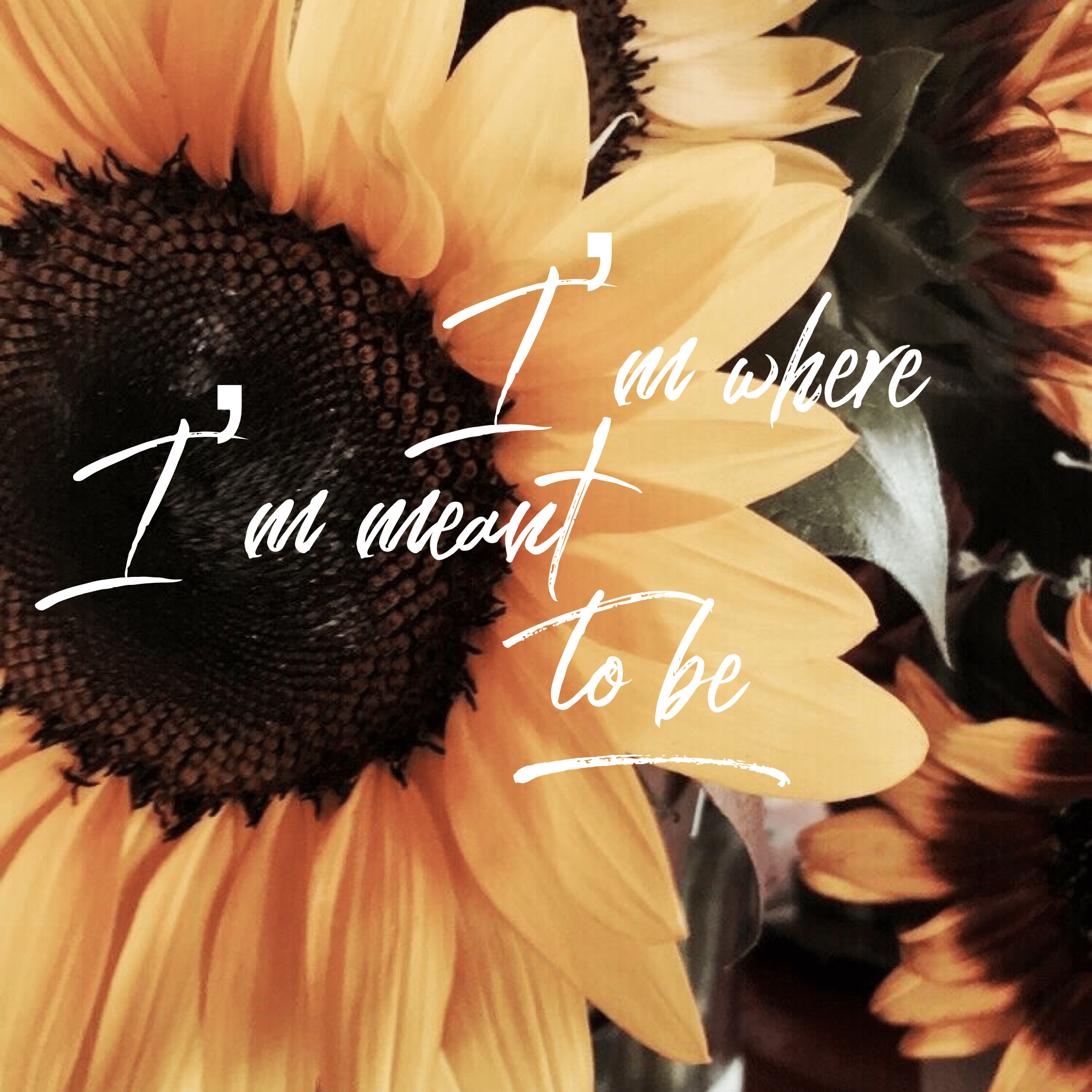 Sunflower Quotes Wallpapers Top Free Sunflower Quotes Backgrounds