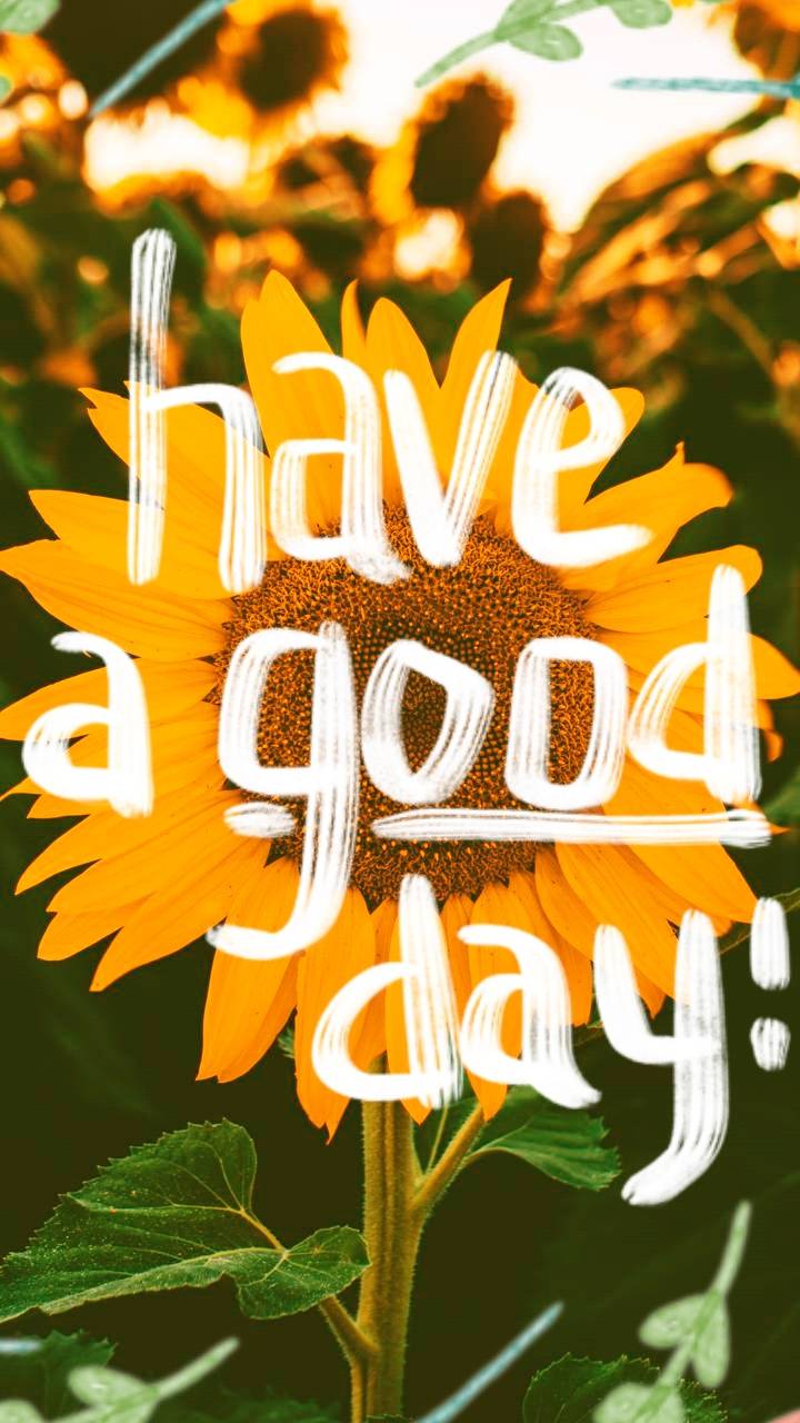 Sunflower Quotes Wallpapers Top Free Sunflower Quotes Backgrounds