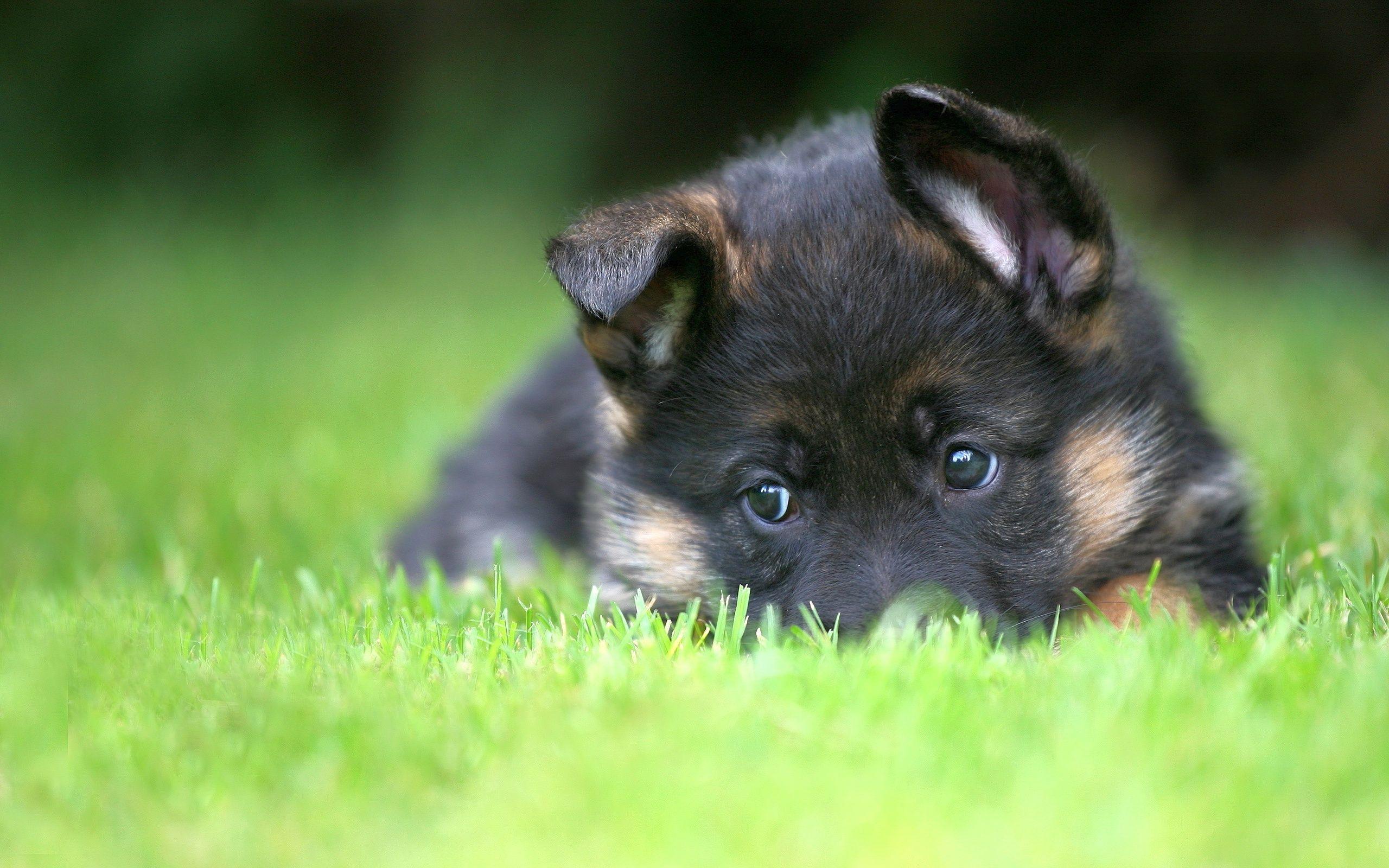 German Shepherd Puppies Wallpapers Top Free German Shepherd Puppies