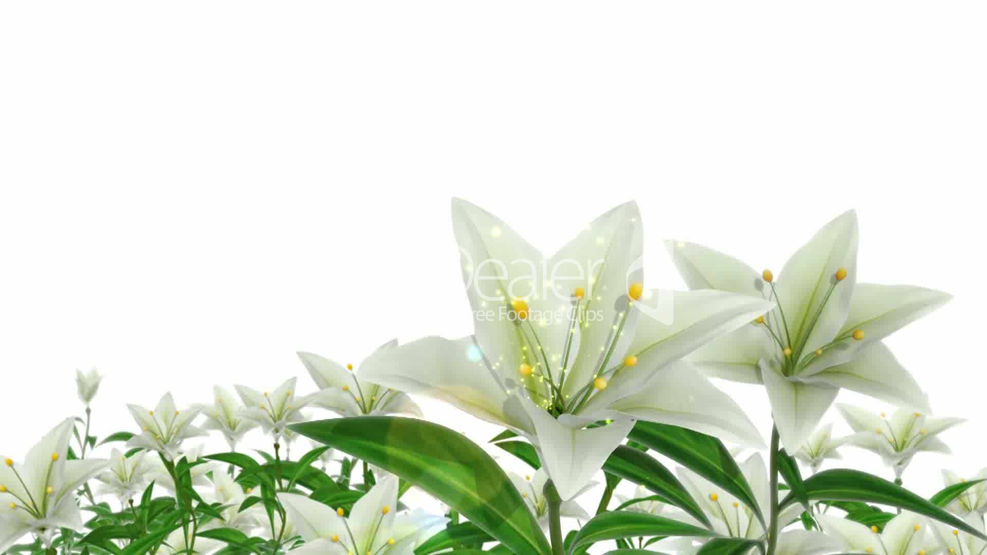Easter Lily Wallpapers Top Free Easter Lily Backgrounds WallpaperAccess
