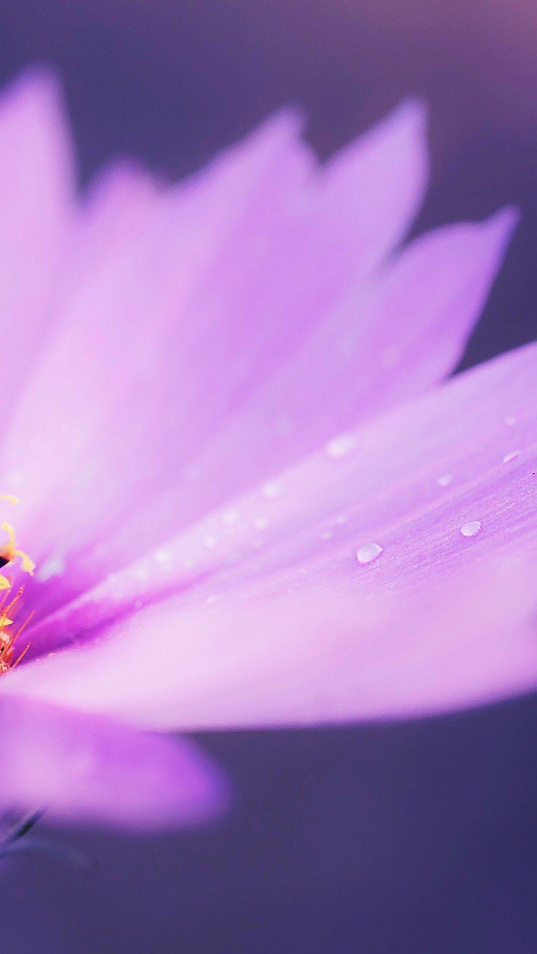 Nature Flowers iPhone Wallpapers Top Free Nature Flowers iPhone