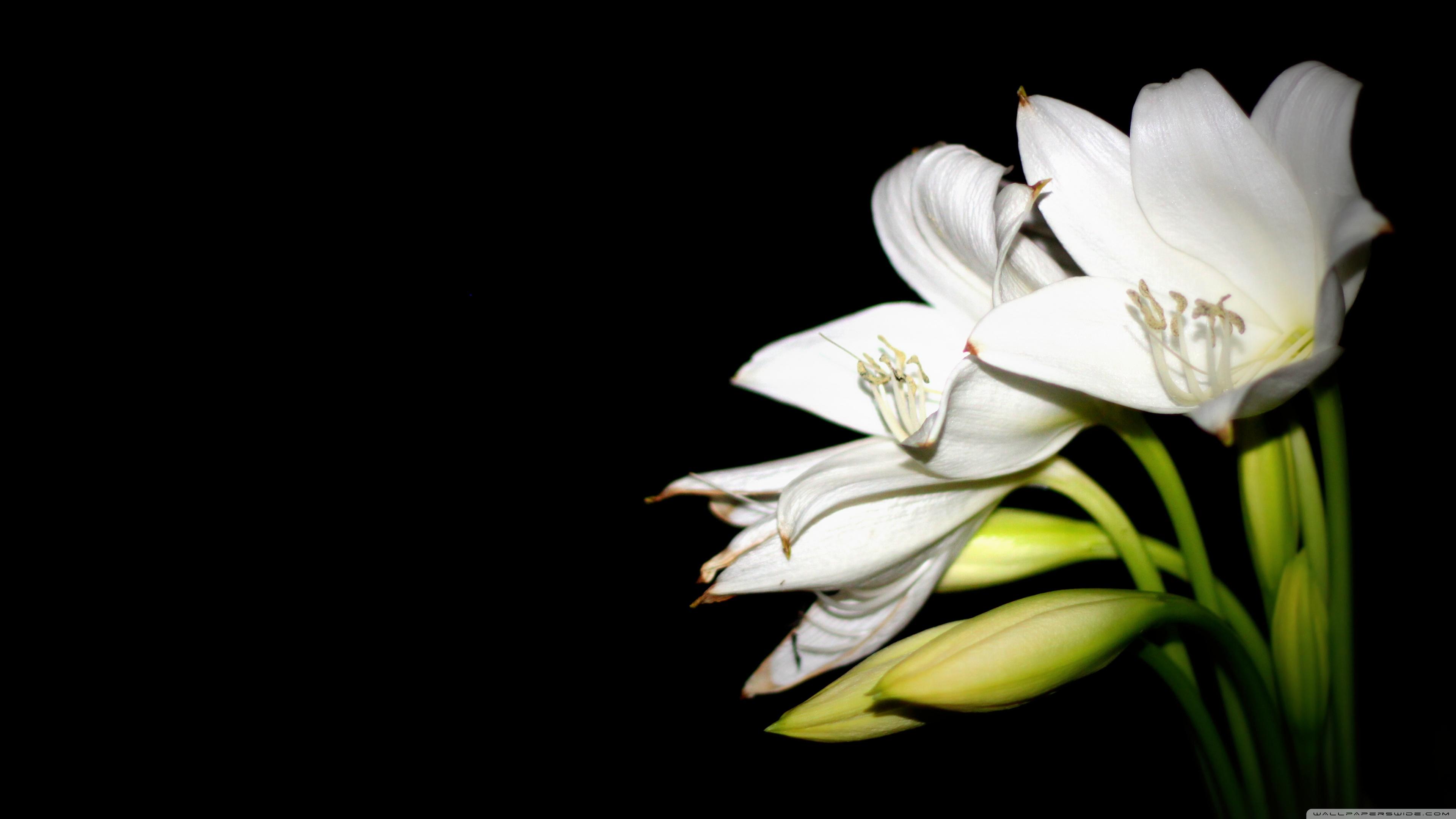 Easter Lily Wallpapers Top Free Easter Lily Backgrounds WallpaperAccess