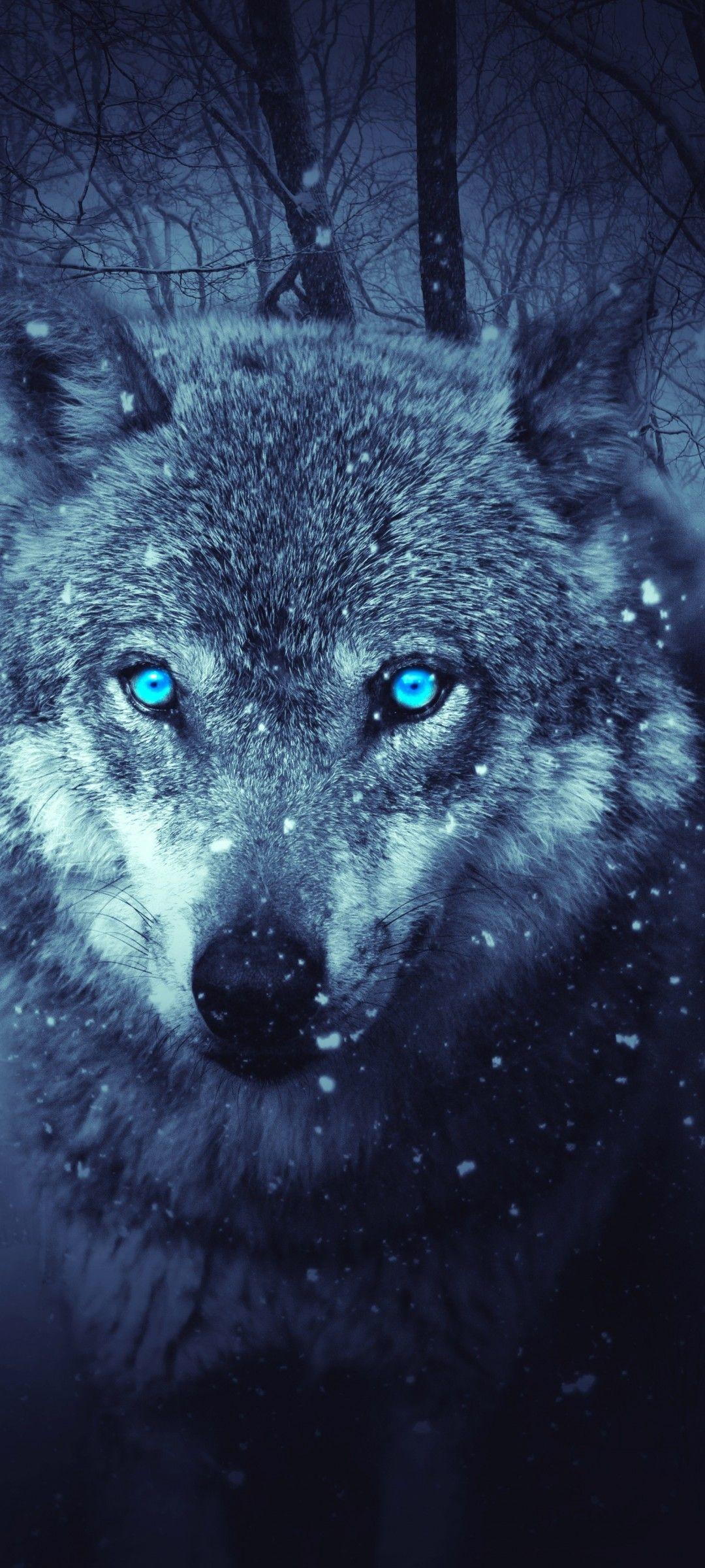 Blue Wolves Wallpapers Top Free Blue Wolves Backgrounds WallpaperAccess