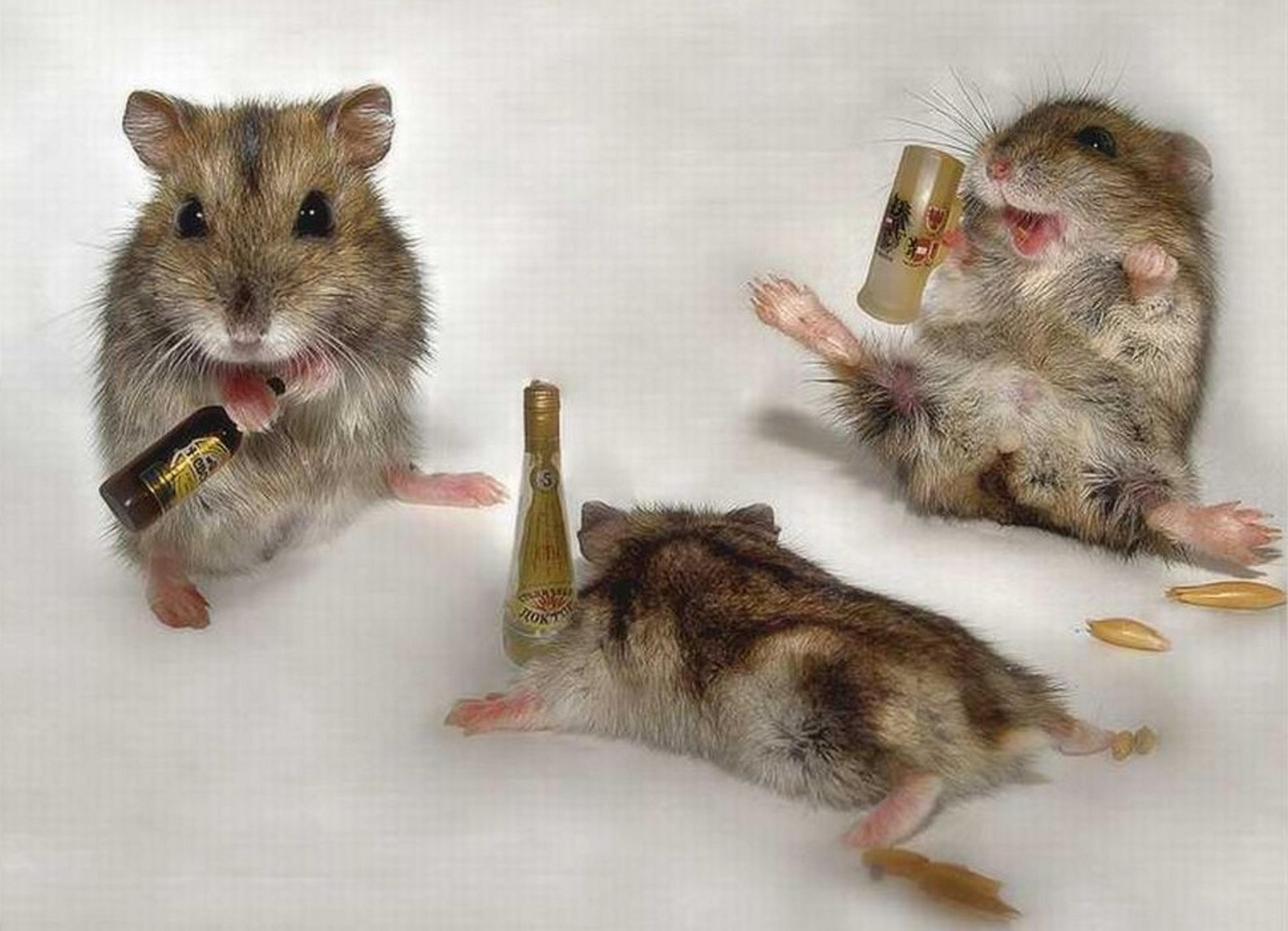 Drunk Animals Wallpapers Top Free Drunk Animals Backgrounds