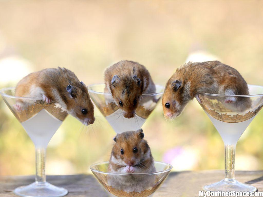 Funny Drunk Animals Wallpapers Top Free Funny Drunk Animals